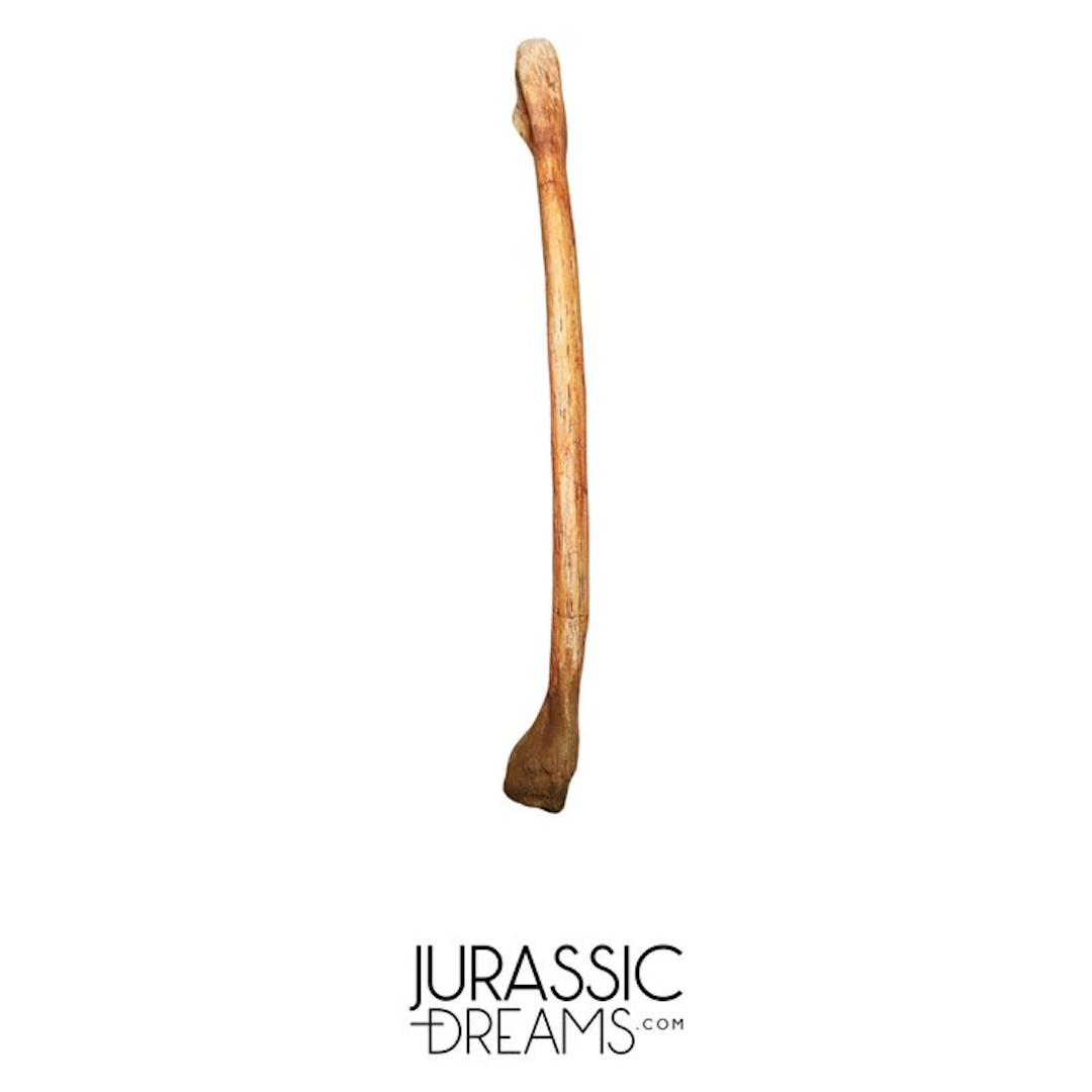 Rare Cretaceous Azhdarchid Pterosaur Limb Bone...