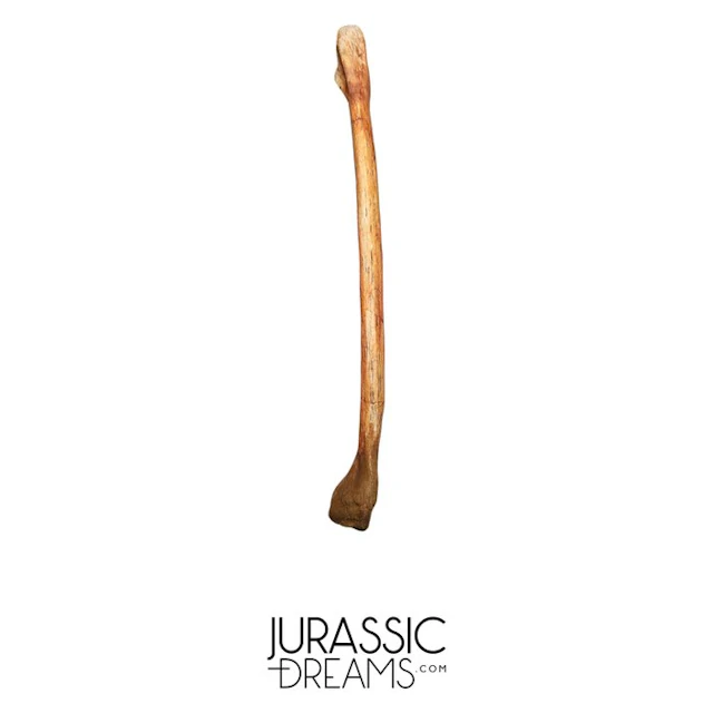 Rare Cretaceous Azhdarchid Pterosaur Limb Bone...