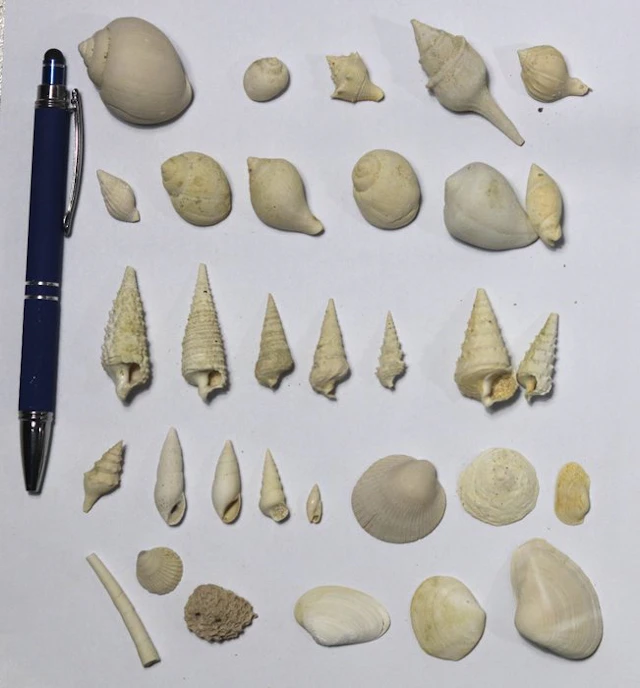 Extensive Fossil shell collection - Bartonian - Included...