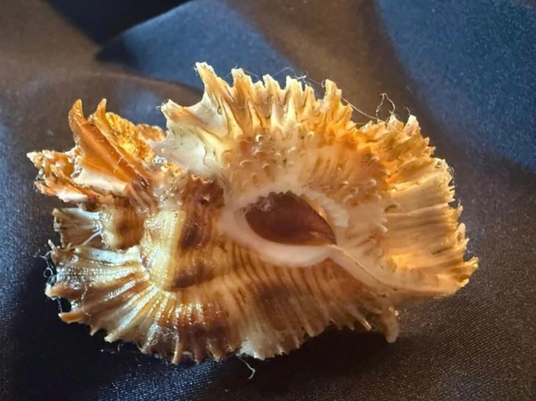 Conch Sea shell - Murex Chicoreus Miyokoae (No reserve price)