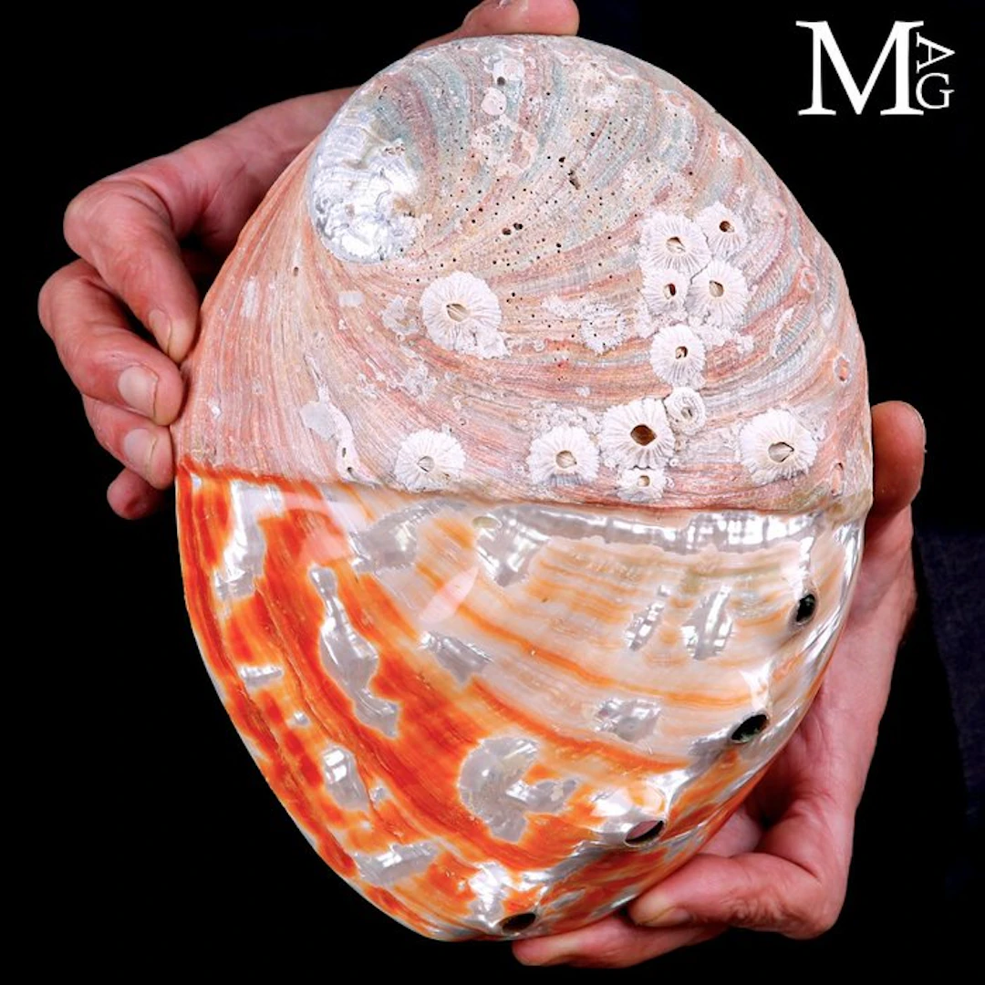 Giant Mother of Pearl Shell Wonderful Sea Shell - Special...