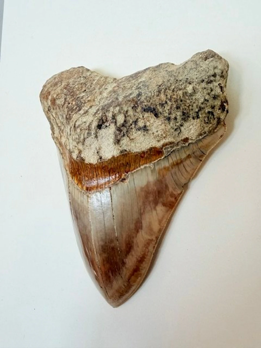 Megalodon *15cm* - Fossil tooth - 150 mm - 121 mm
