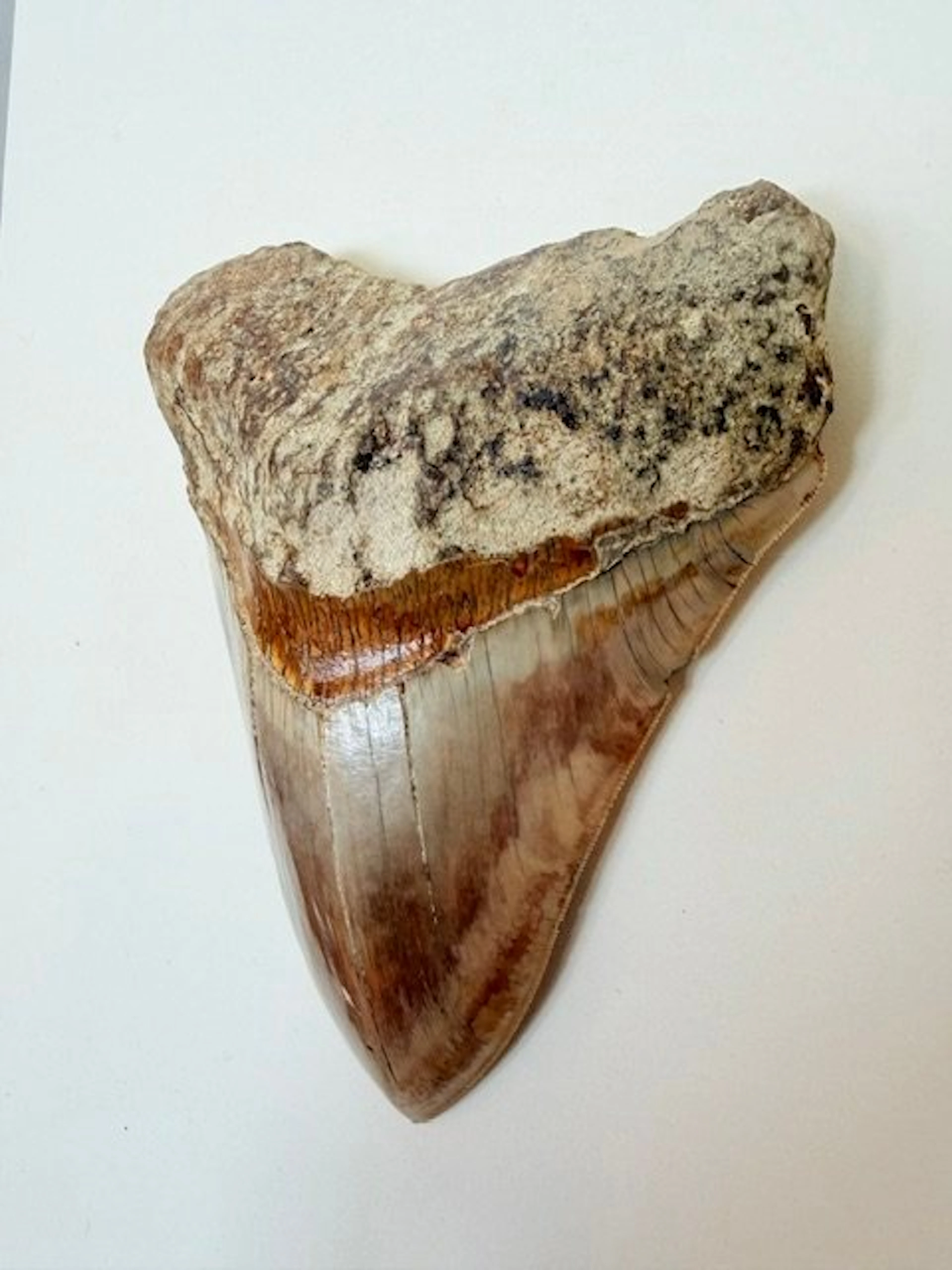 Megalodon *15cm* - Fossil tooth - 150 mm - 121 mm