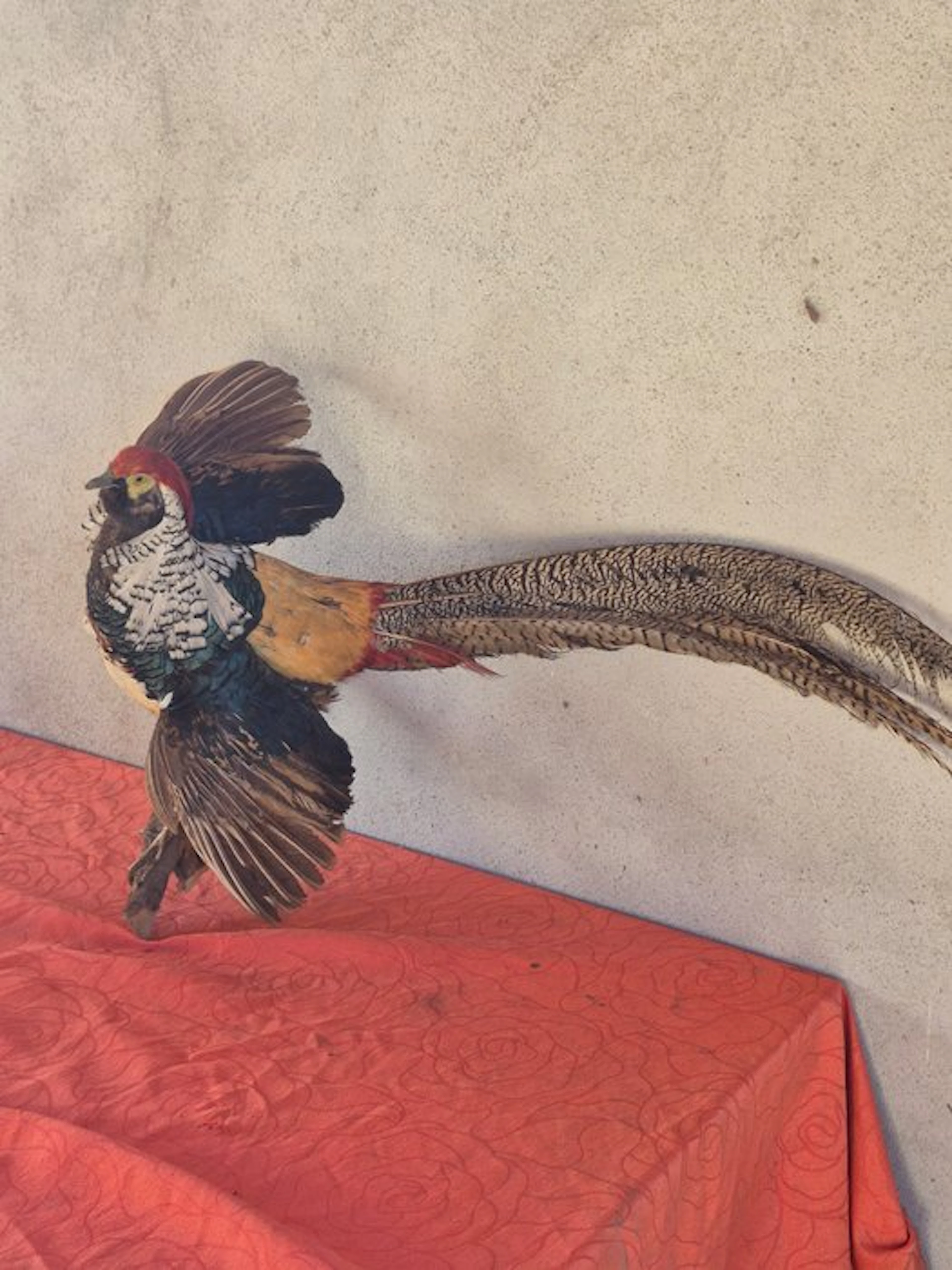 Lady Amherst's pheasant Taxidermy wall mount...