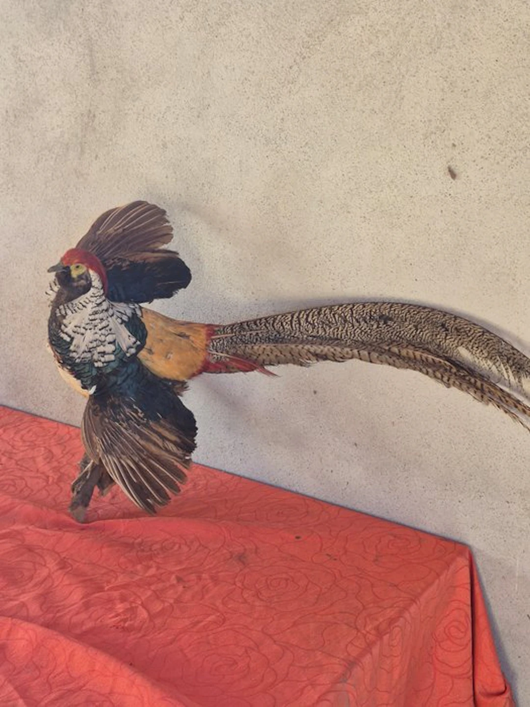 Lady Amherst's pheasant Taxidermy wall mount...