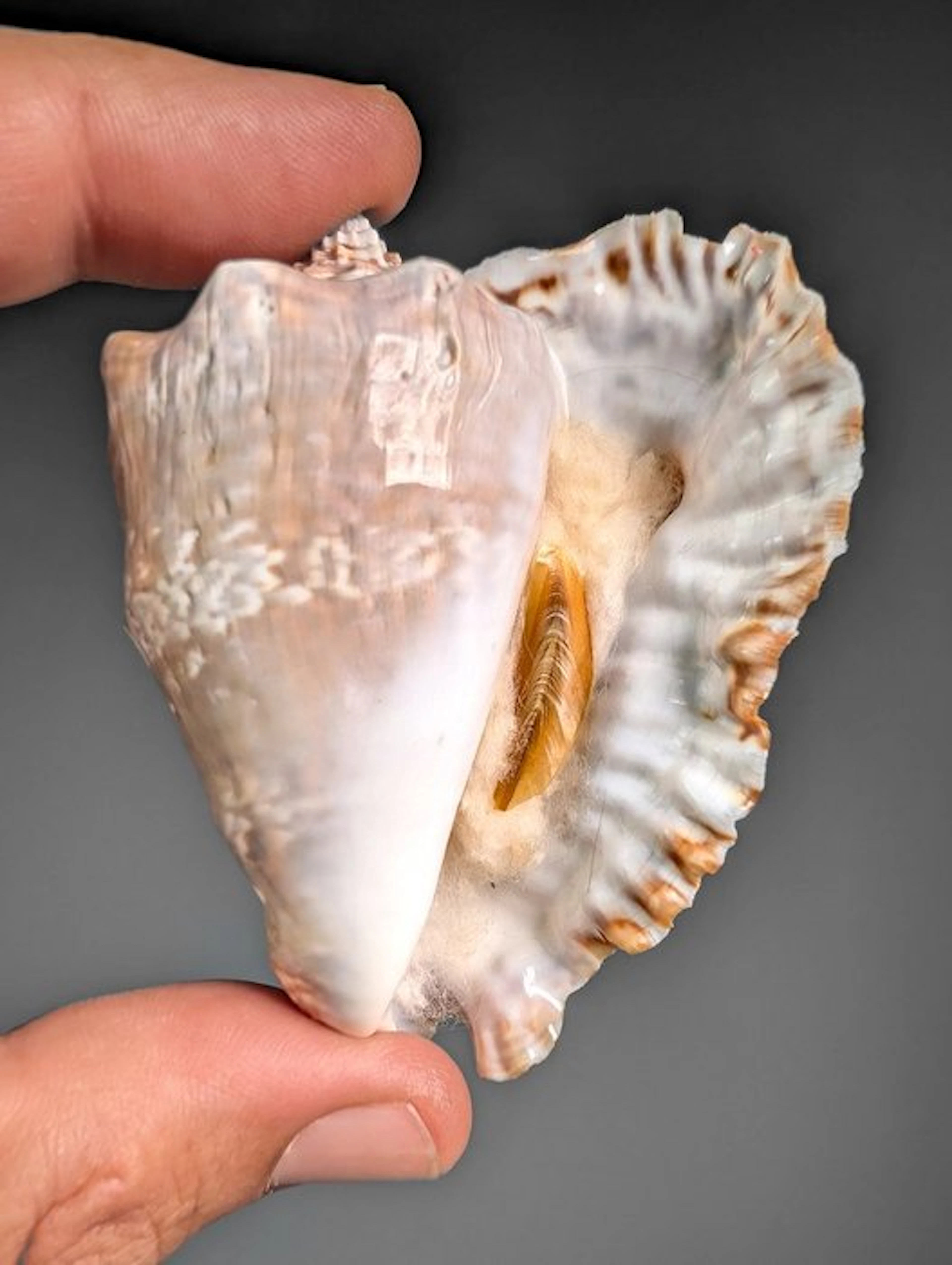 Set of 6 Collector Quality Hawk-wing Conchs Sea shell...