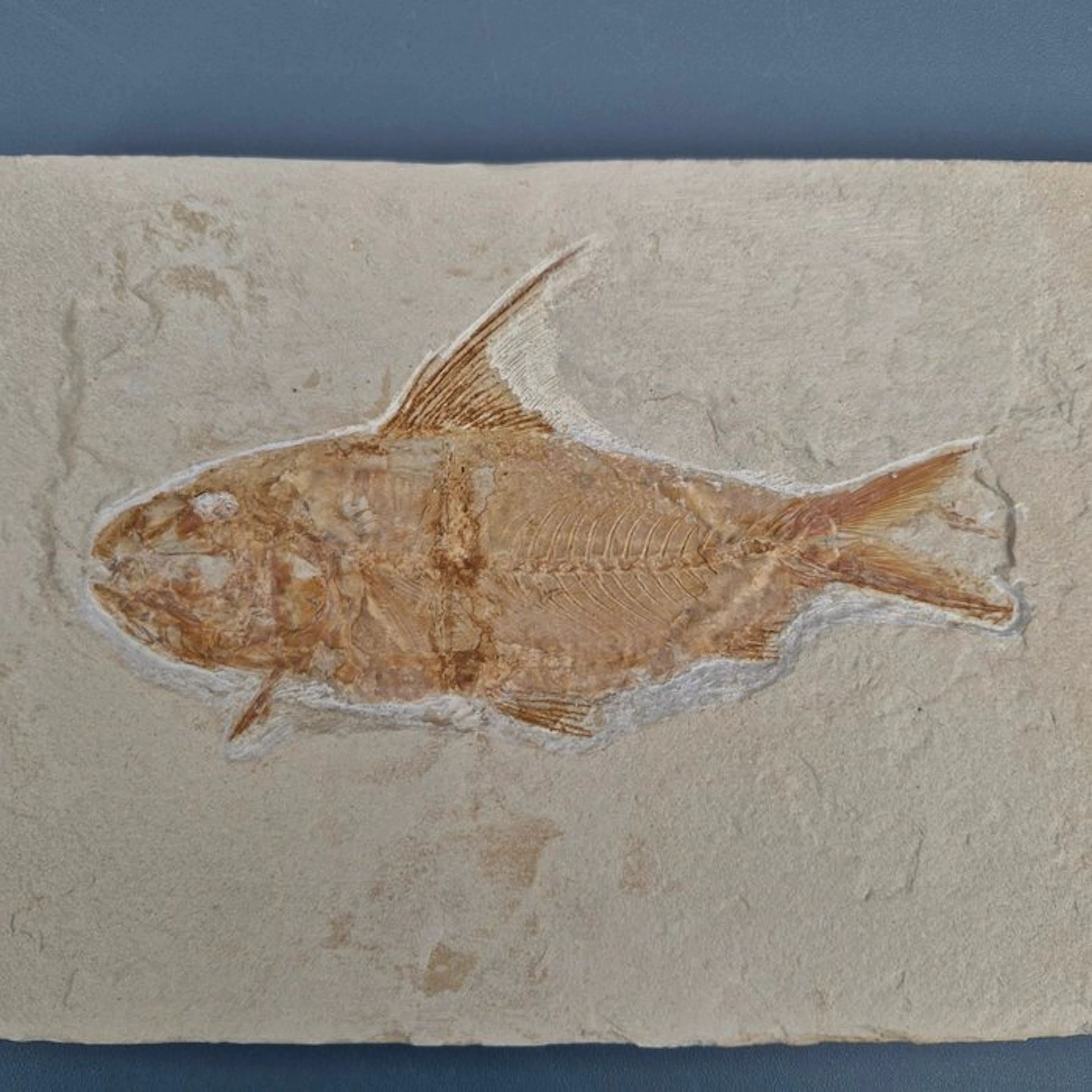 Fossil fish - Fossil skeleton - Nematonotus - 209 mm - 124 mm (No
