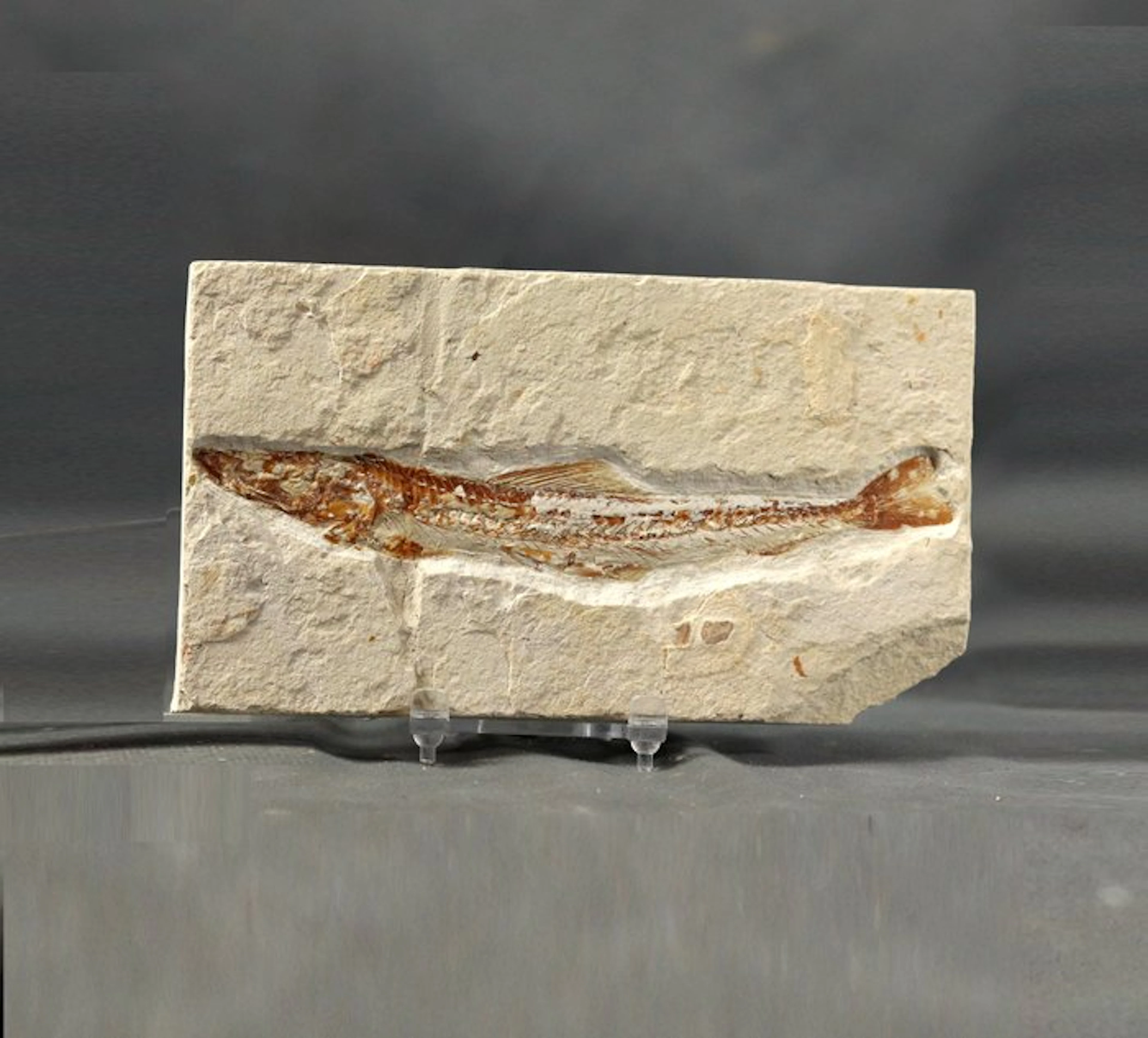 Finest fossil fish on stone - - Fossilised animal...