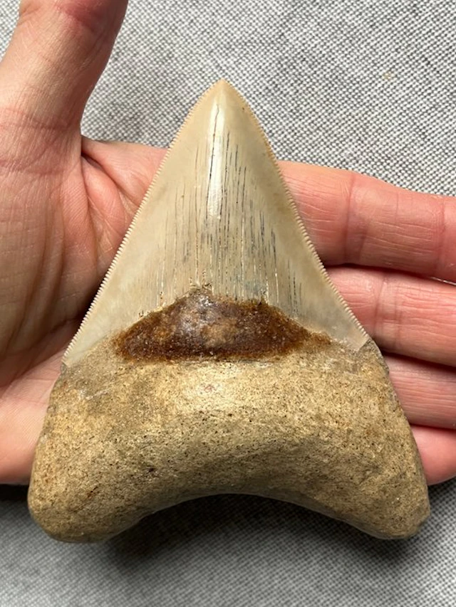 Megalodon tooth 11,3 cm - Fossil tooth - Carcharocles megalodon