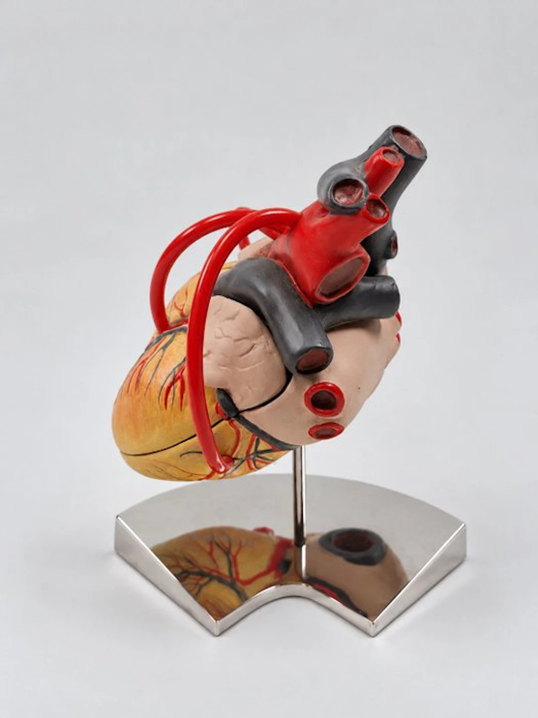 Anatomical model - plastic - 1980-1990 - Human heart model