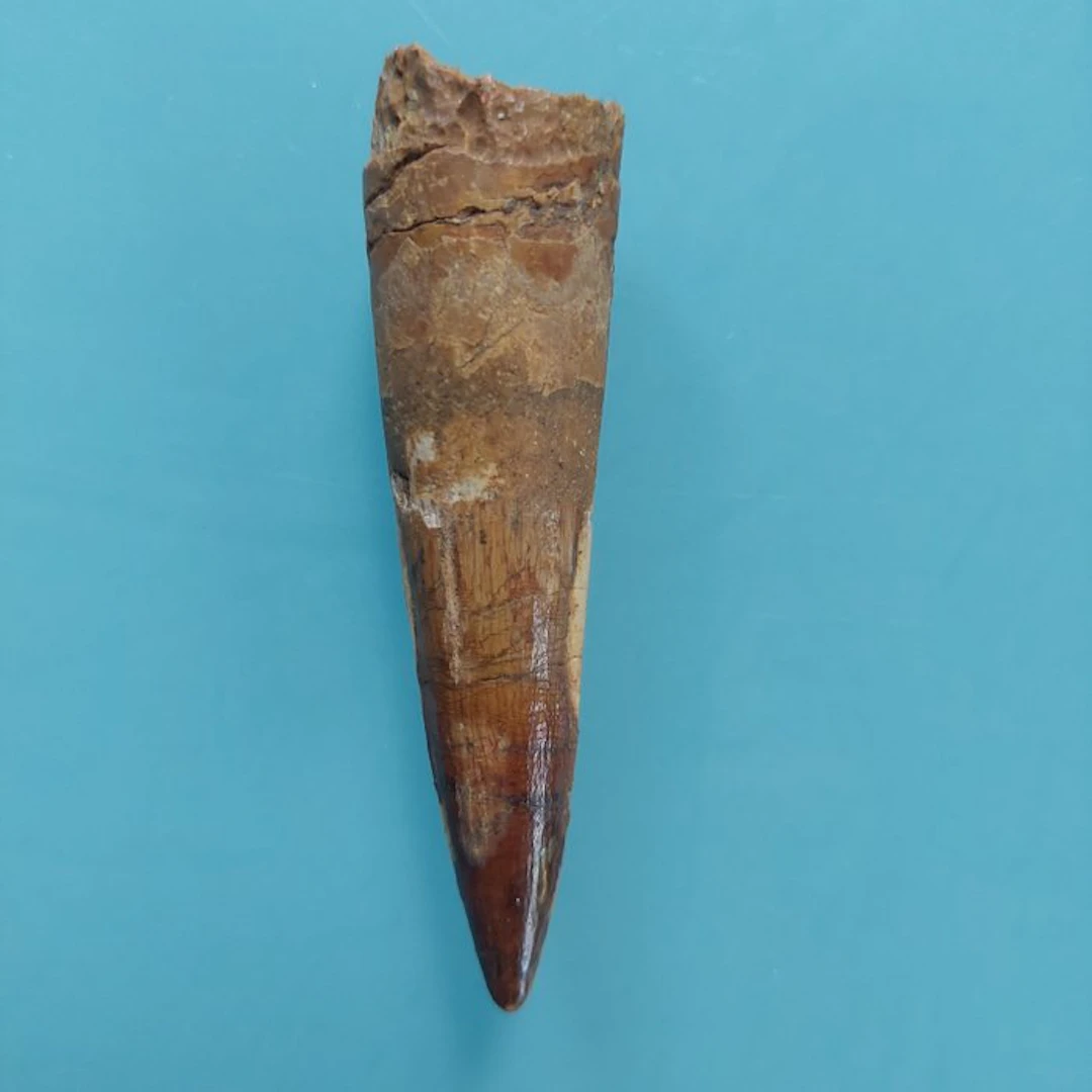 Spinosaur - Fossil tooth - 82 mm - 20 mm