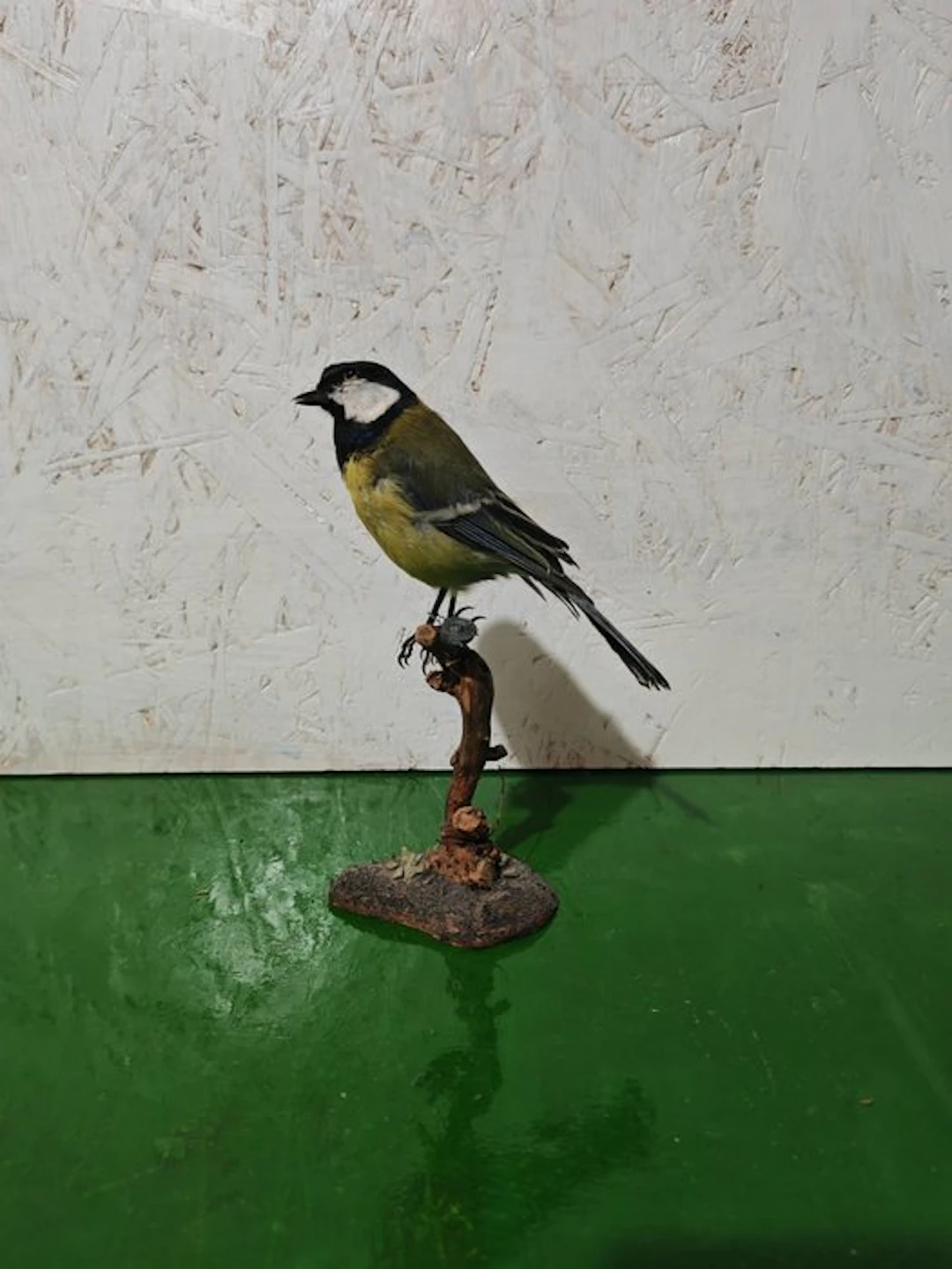 Great tit Taxidermy full body mount - Parus major - 15 cm - 10 cm - 11 cm - 1