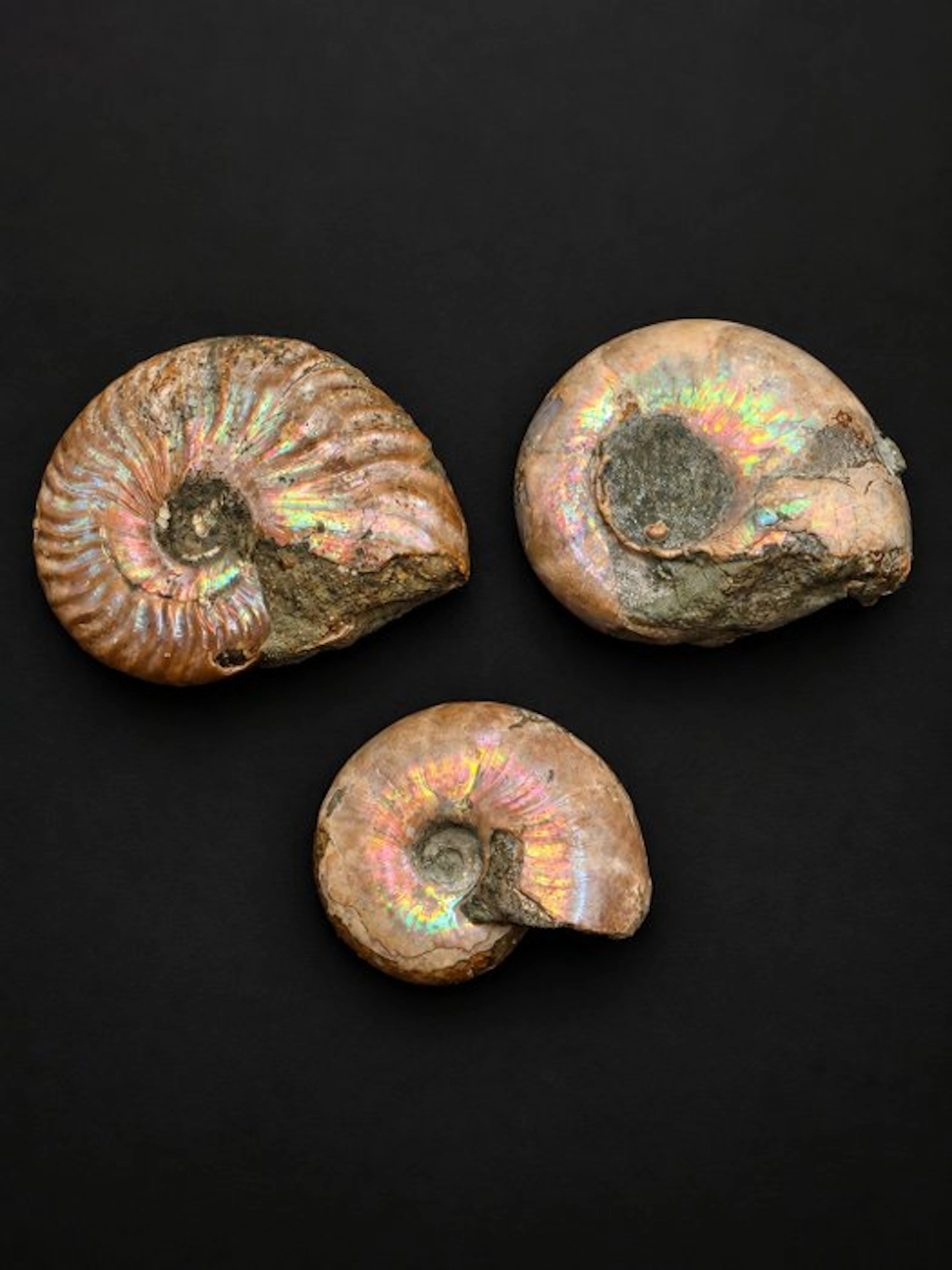 Exceptional Lot of 3 Iridescent Ammonites - Fossilised...