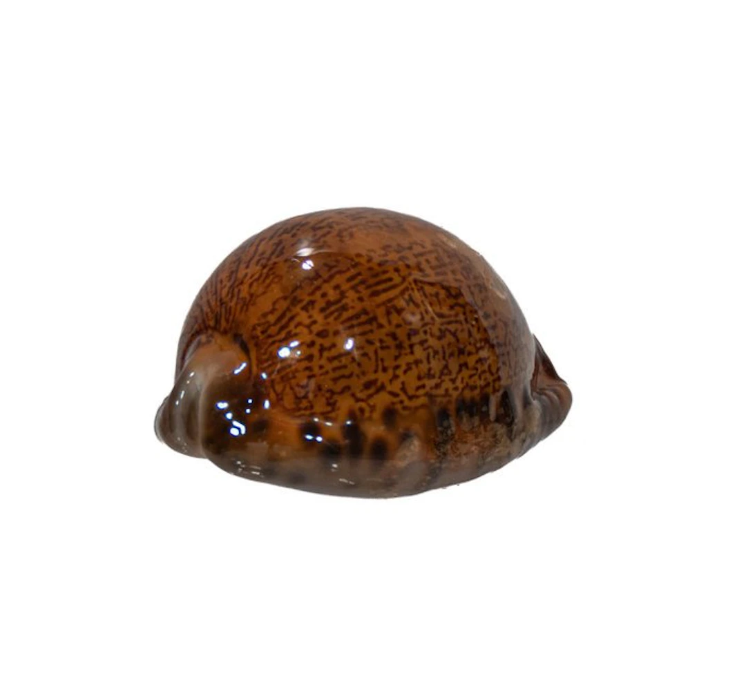 Exclusive collector's kauri: Mauritia arabica immanis (65 mm