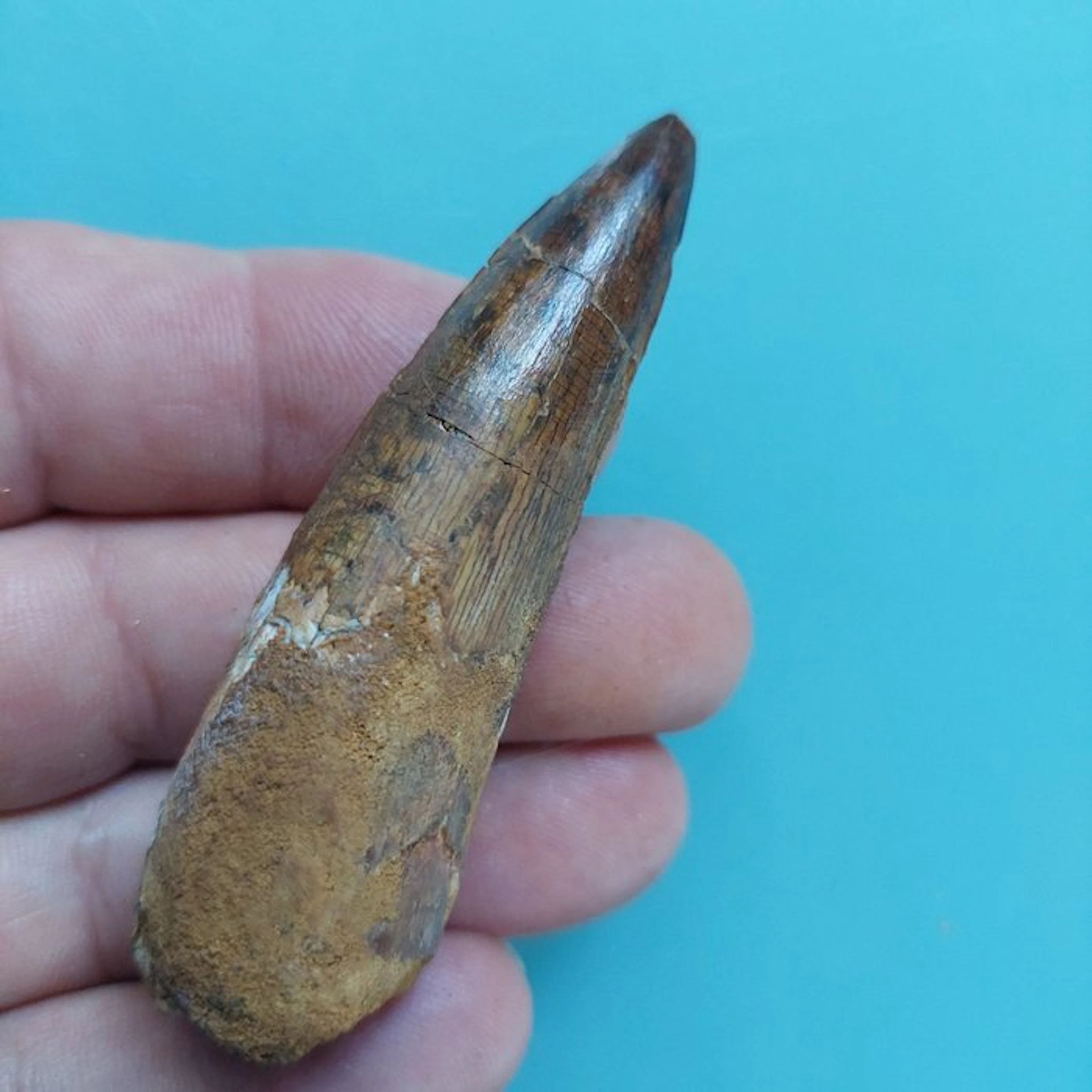 Spinosaur - Fossil tooth - 75 mm - 25 mm