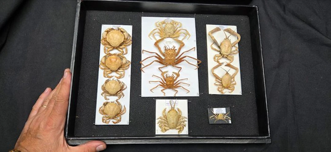 Museum Presentation of 11 good Sea crab- full data and...