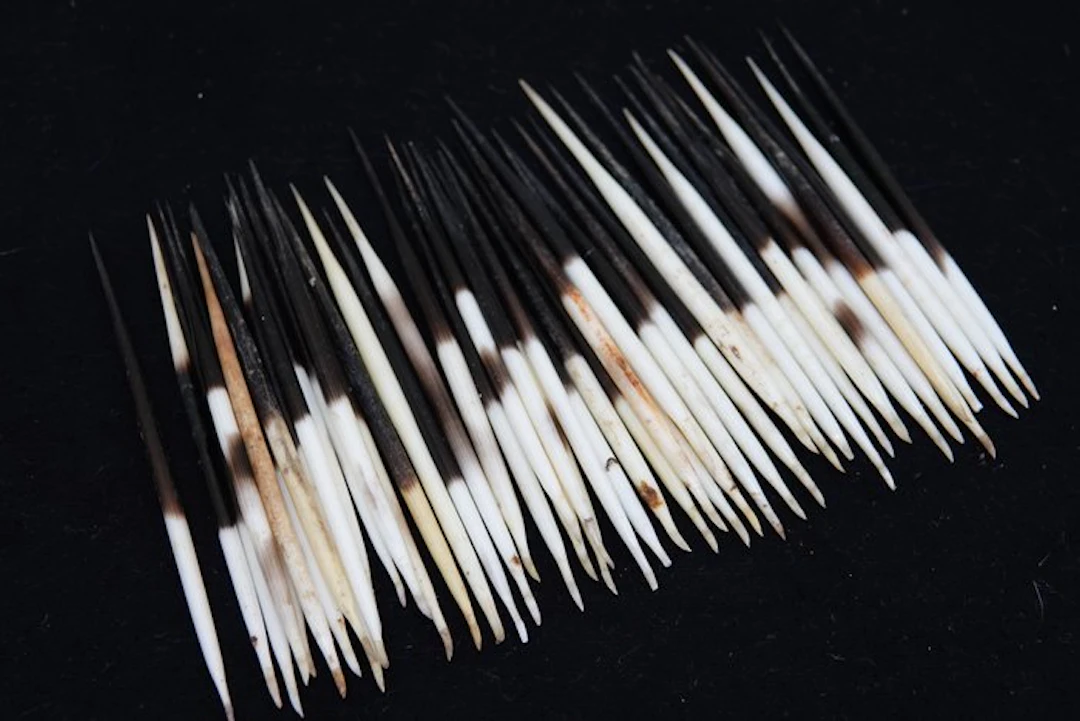 Cape Porcupine Quills - Taxidermy full body mount...