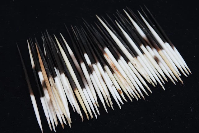 Cape Porcupine Quills - Taxidermy full body mount...