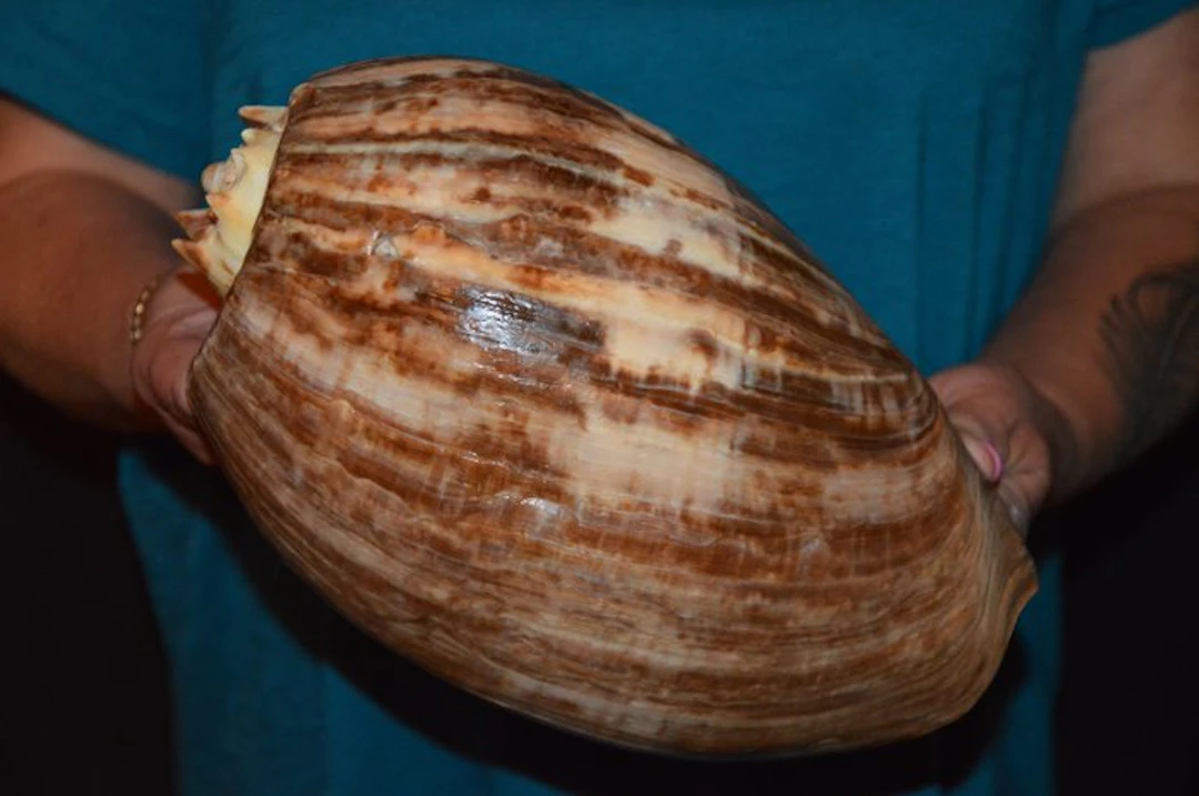 Sea Snail Sea shell - S-662 MELO AMPHORA (No reserve price)