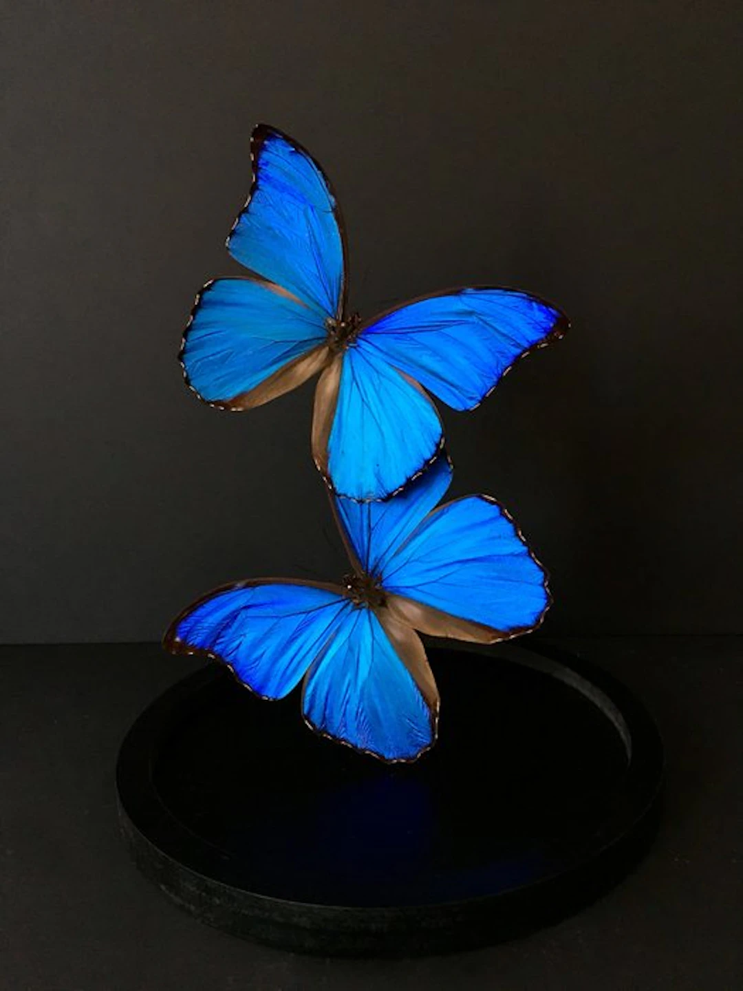 Butterfly Taxidermy full body mount - Morpho didius - 30...