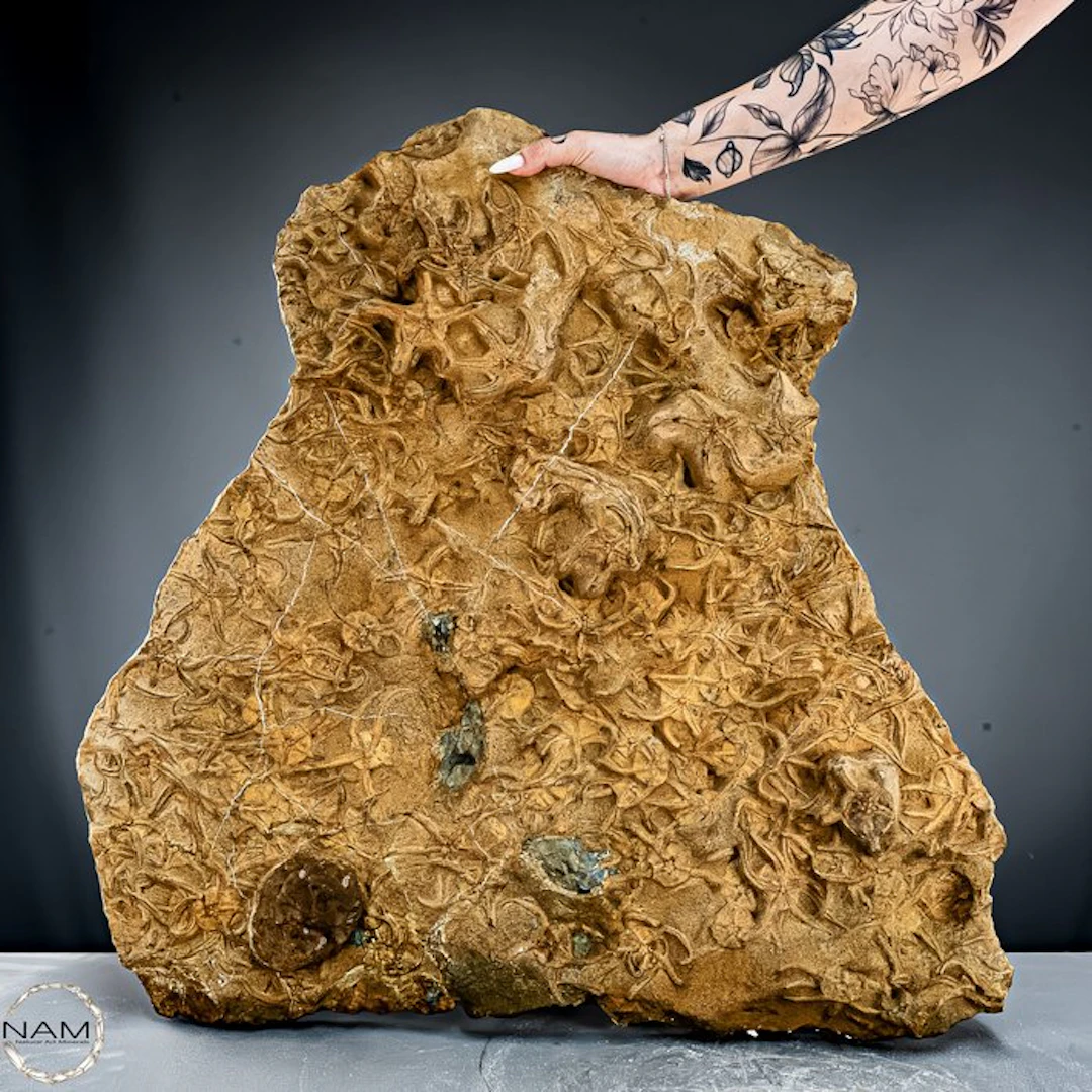 Fossil brittle stars (Ophiura) from the USA – 29.6 kg...