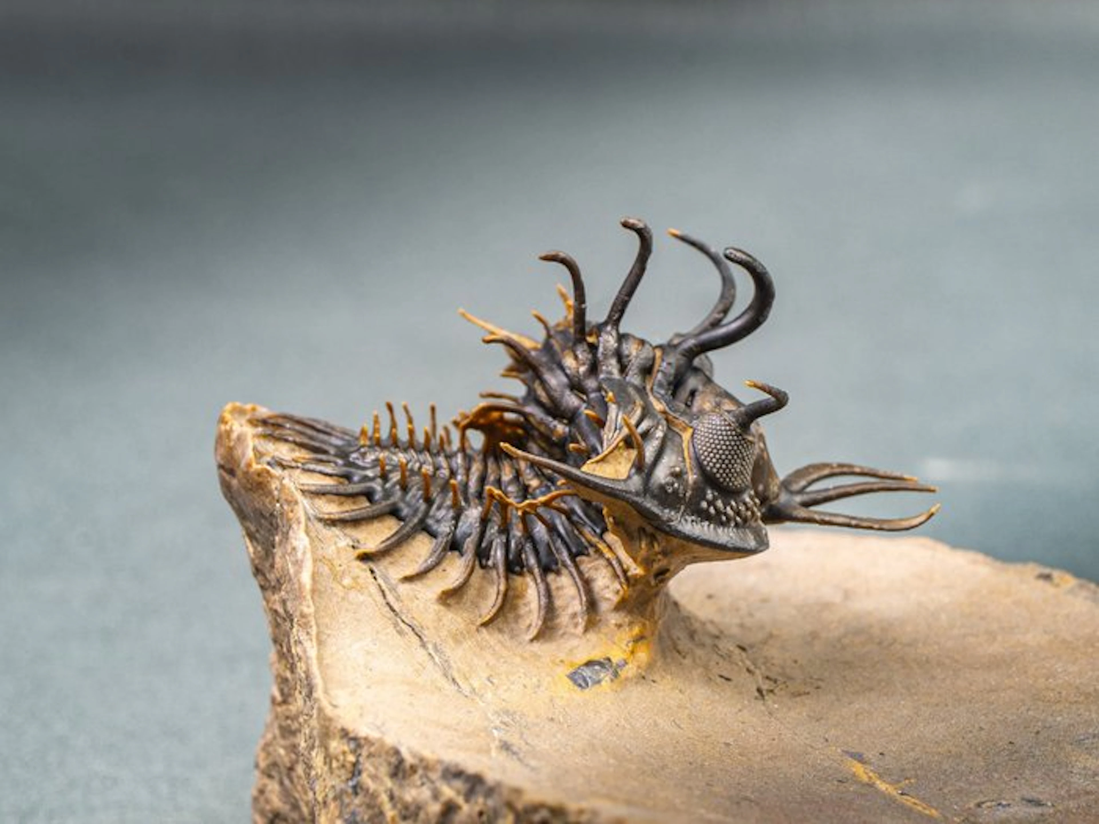 Spiny Trilobite - Fossilised animal - Walliserops hammi de museo