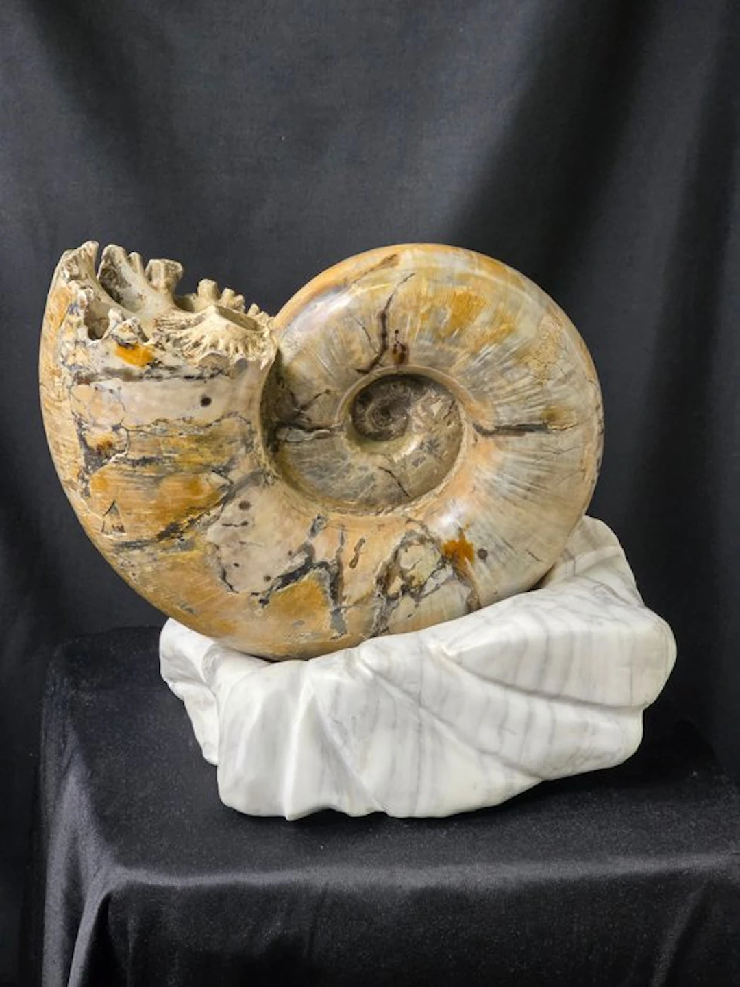 Ammonite - Fossilised animal - Argonauticas besairiei on...