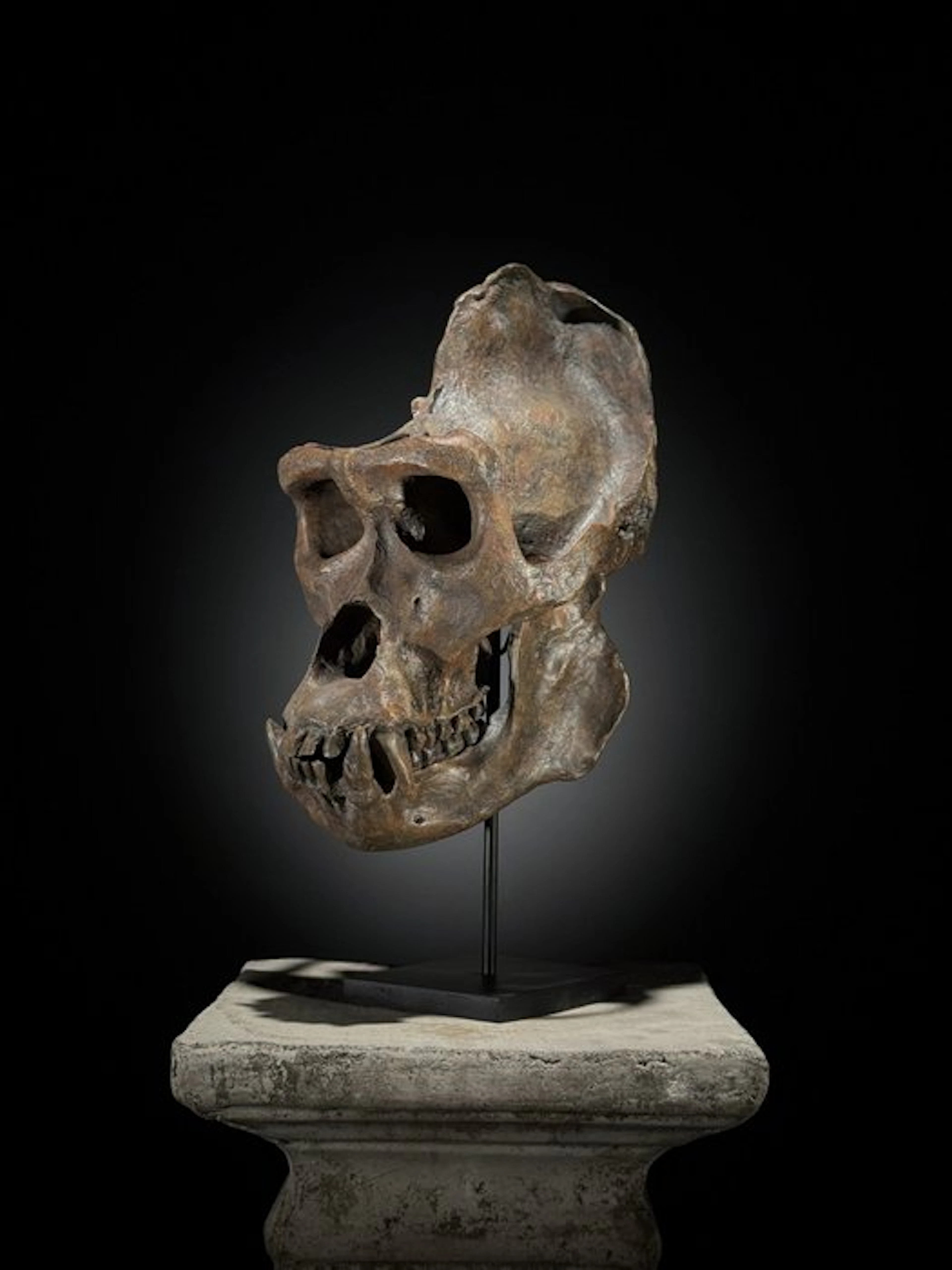 NO RESERVE PRICE - A Replica of Gorilla Skull on a custom...