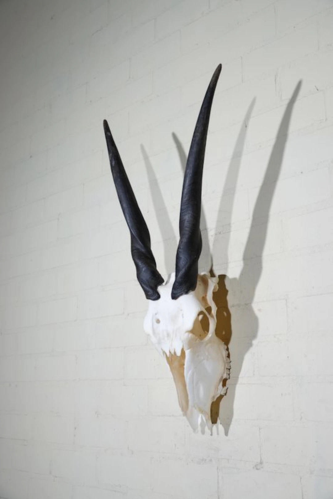 African Antelope Skull - Common Eland - Taurotragus oryx...