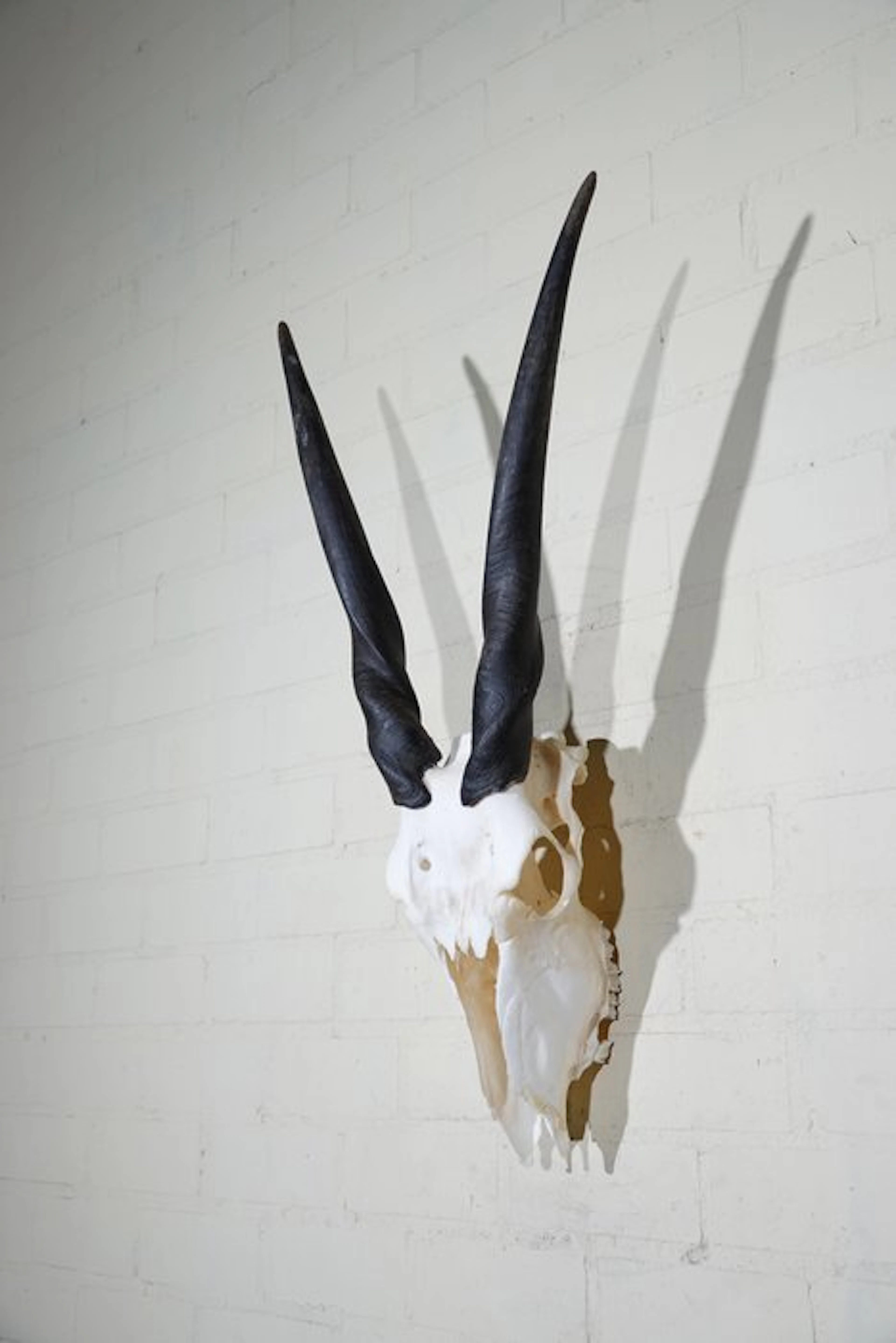 African Antelope Skull - Common Eland - Taurotragus oryx...