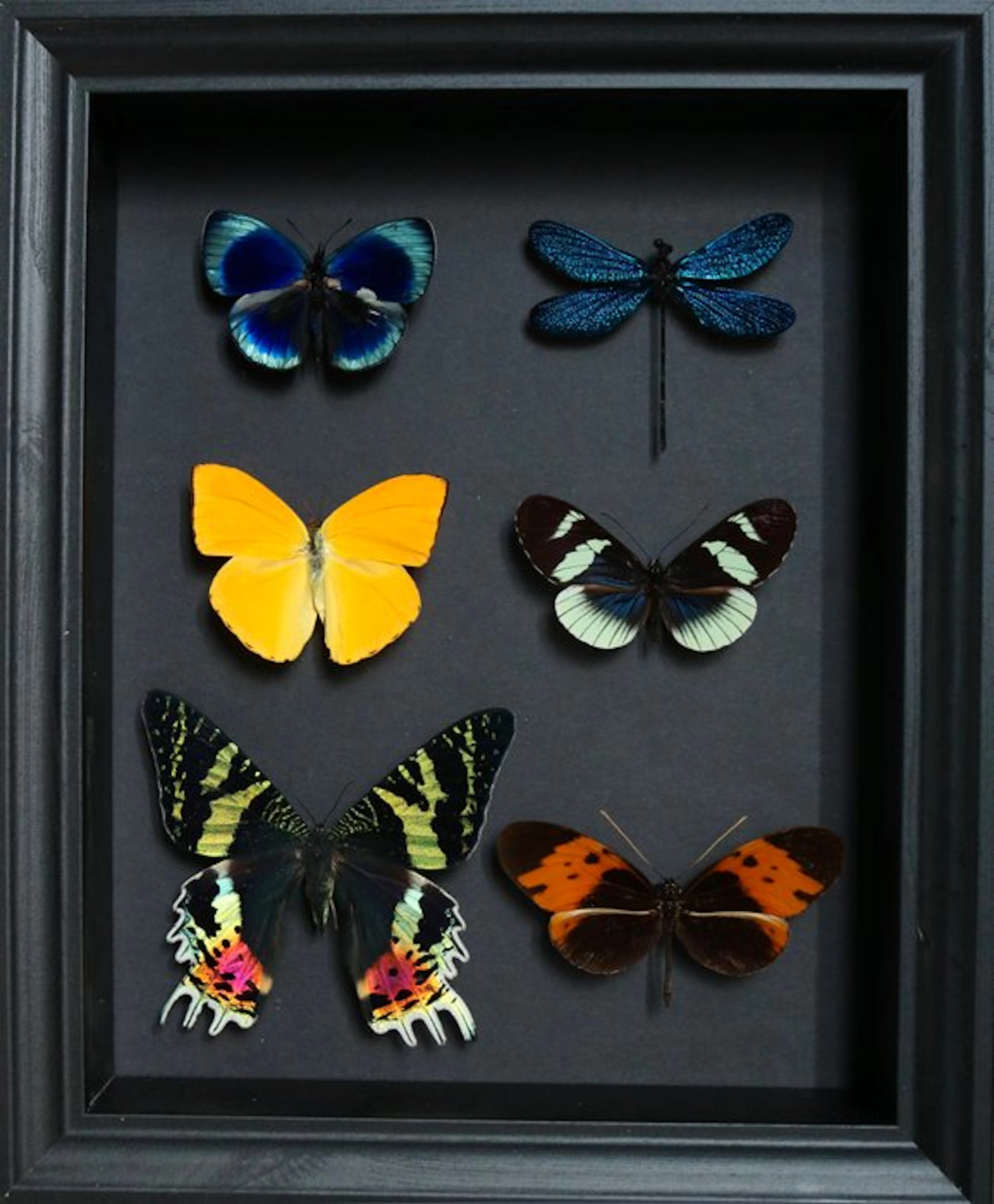 Butterfly Taxidermy full body mount - Phoebis argante x Helioconus sp