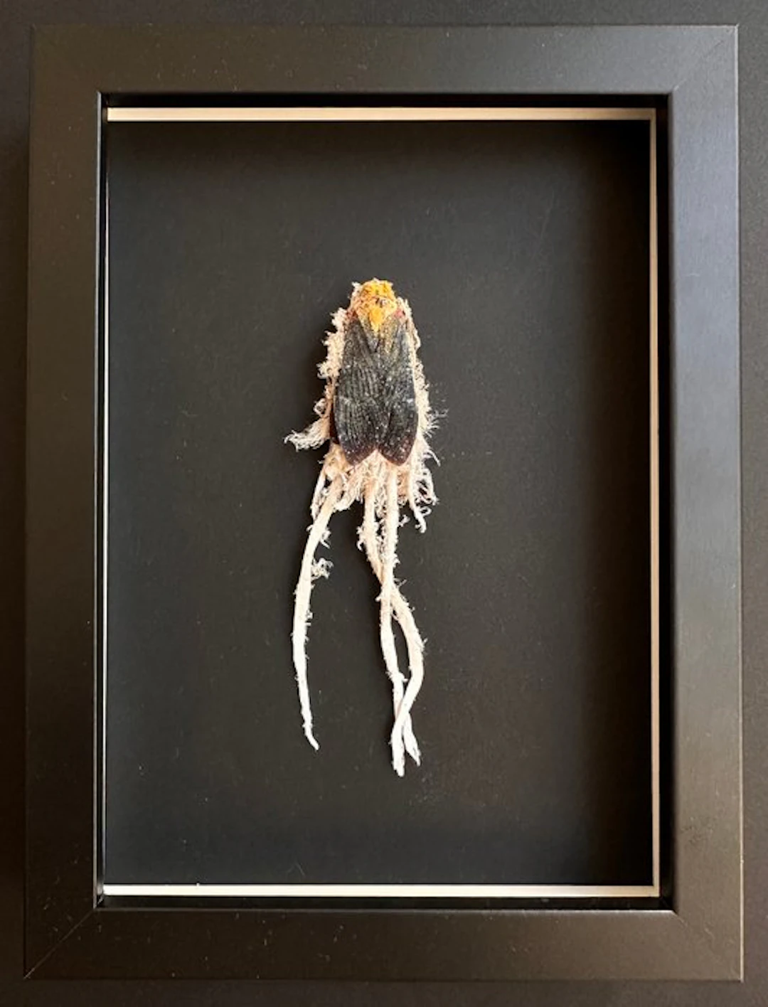 Insect Taxidermy full body mount - Cerogenes auricoma...