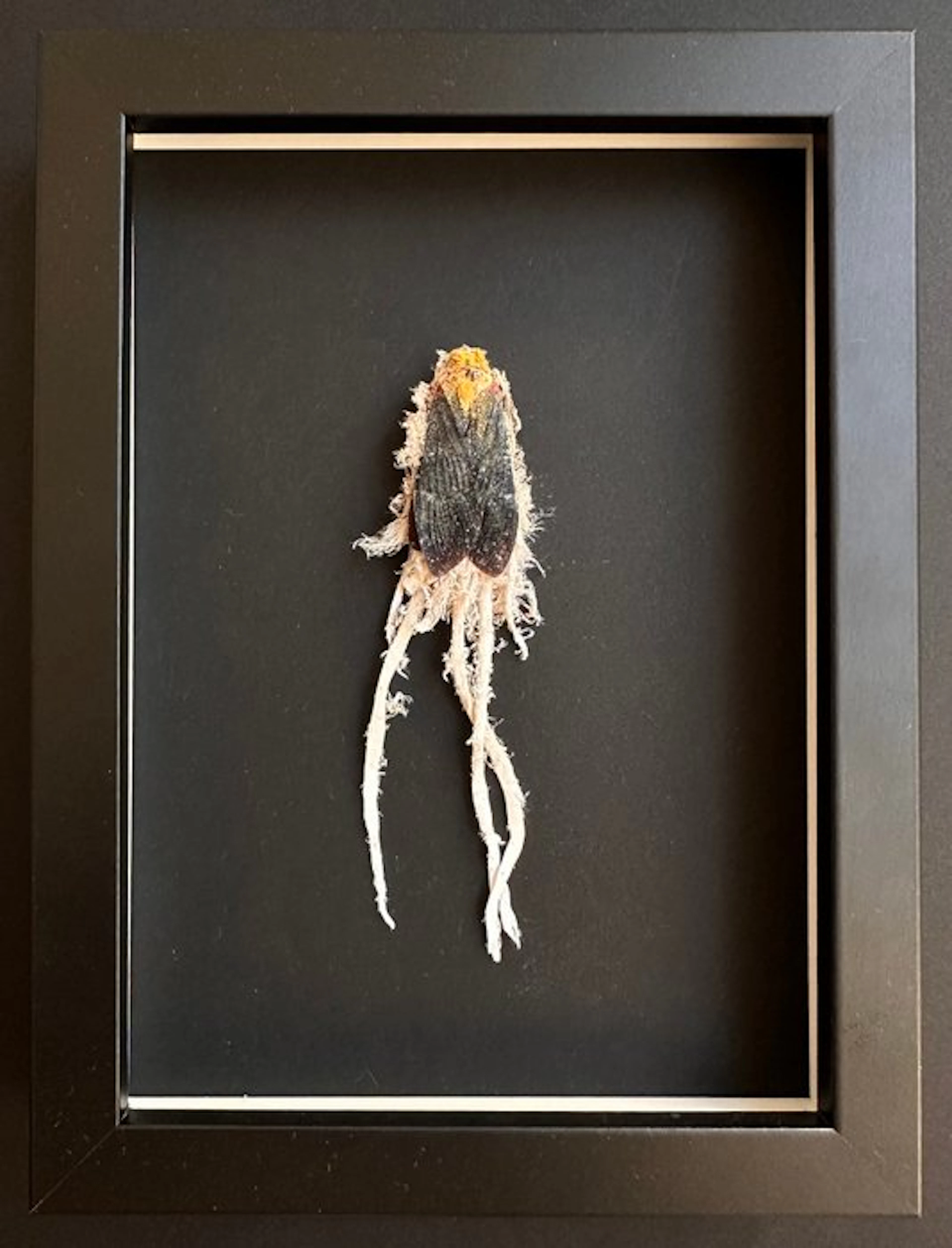 Insect Taxidermy full body mount - Cerogenes auricoma...