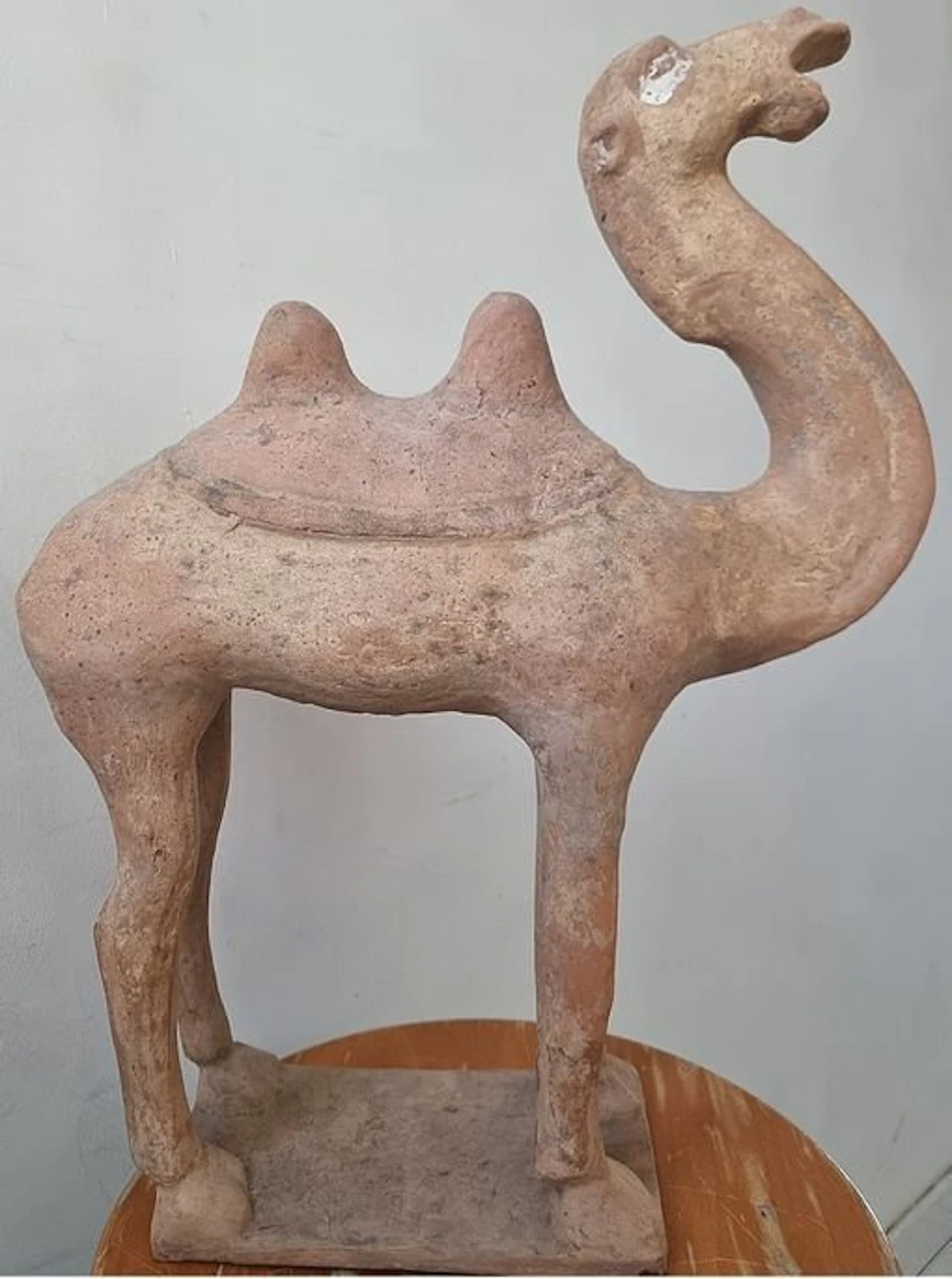 Ancient Chinese, Tang Dynasty Terracotta Camel with TL Test. - 48 cm