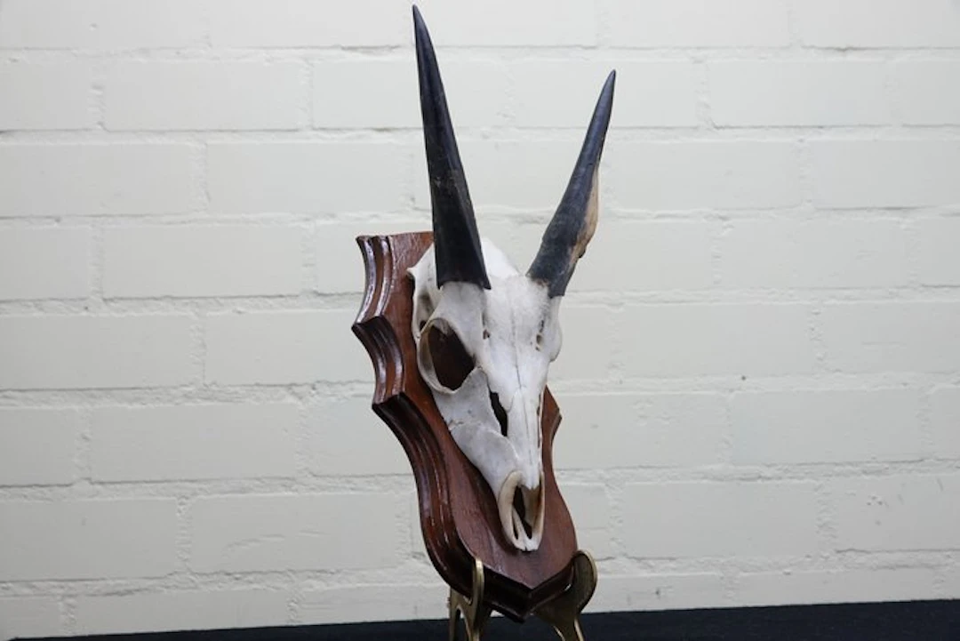 Bushbuck Skull - Tragelaphus sylvaticus - 0 cm - 0 cm - 0 cm- non-CITES species