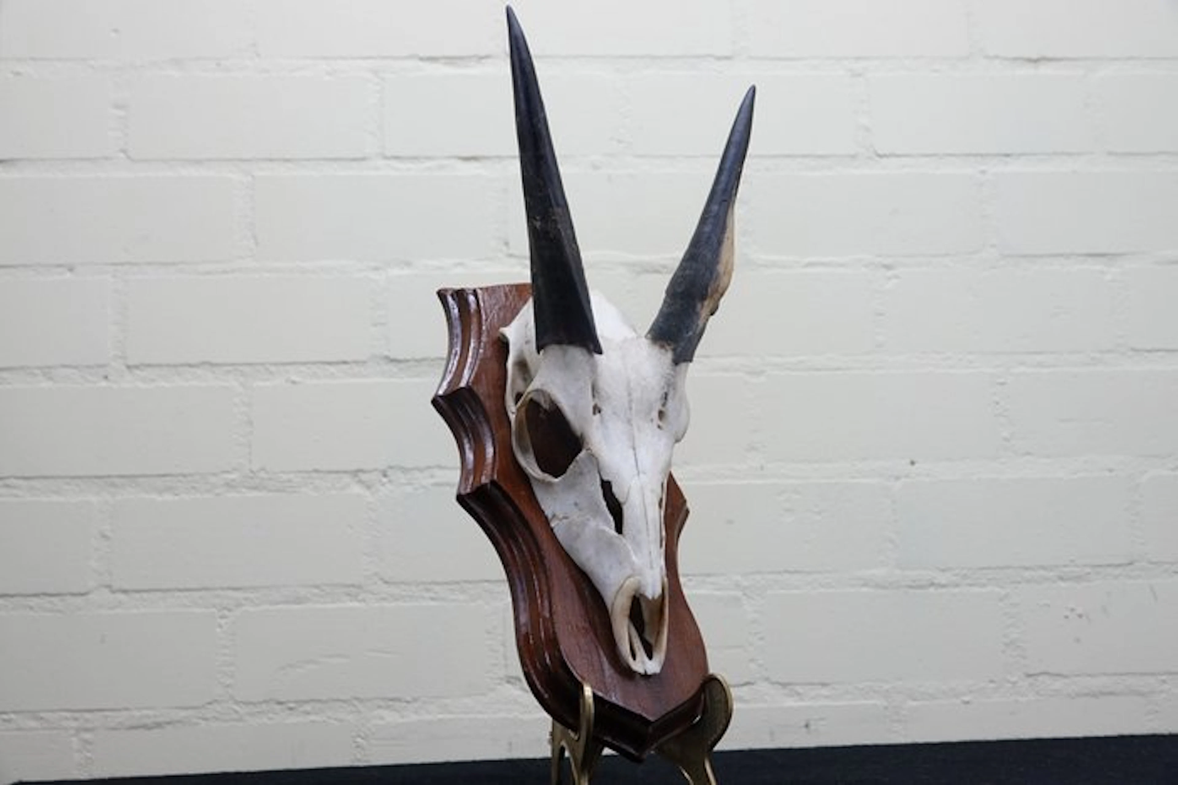 Bushbuck Skull - Tragelaphus sylvaticus - 0 cm - 0 cm - 0 cm- non-CITES species