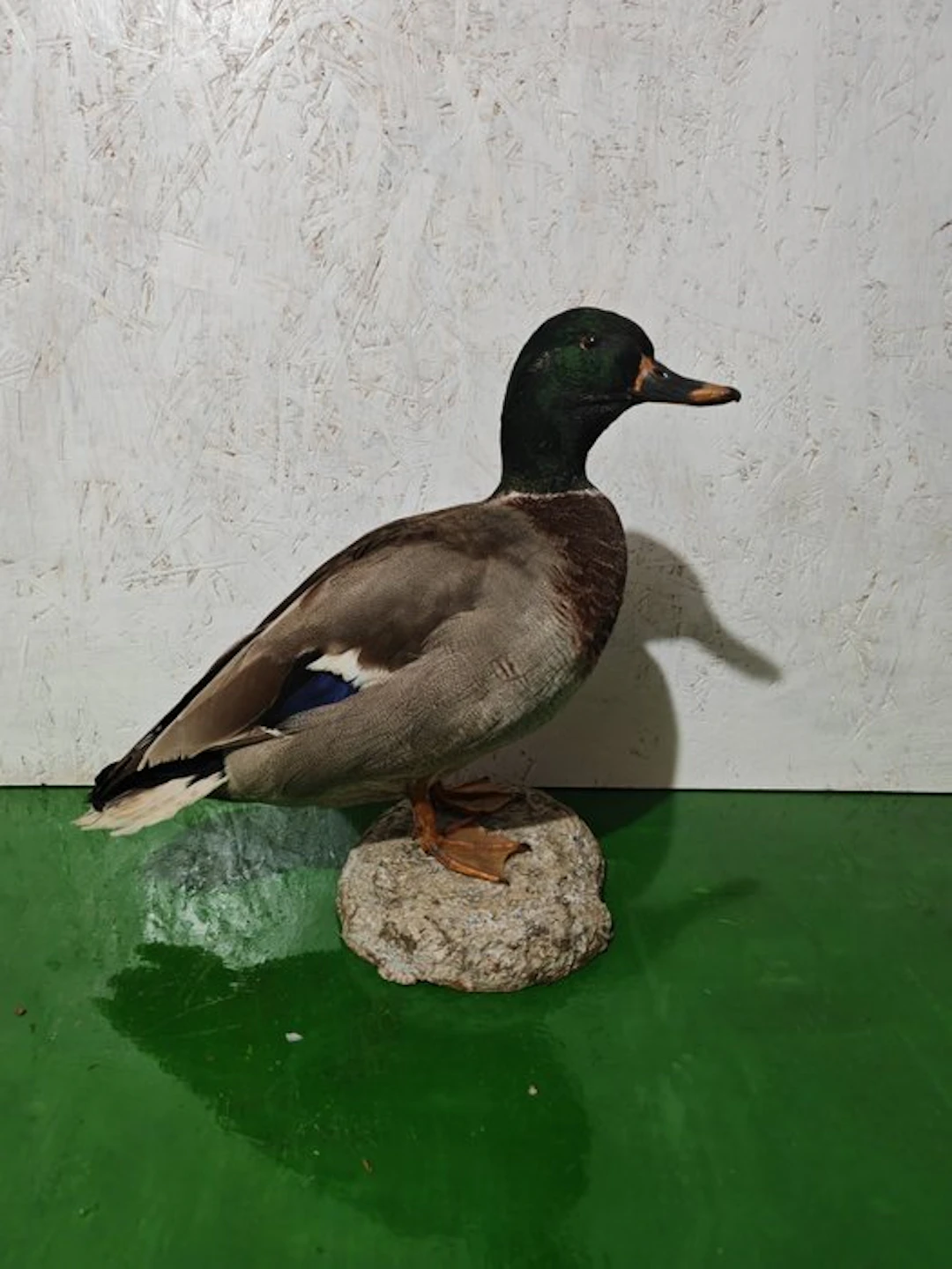 Royal German Taxidermy full body mount - Anas...