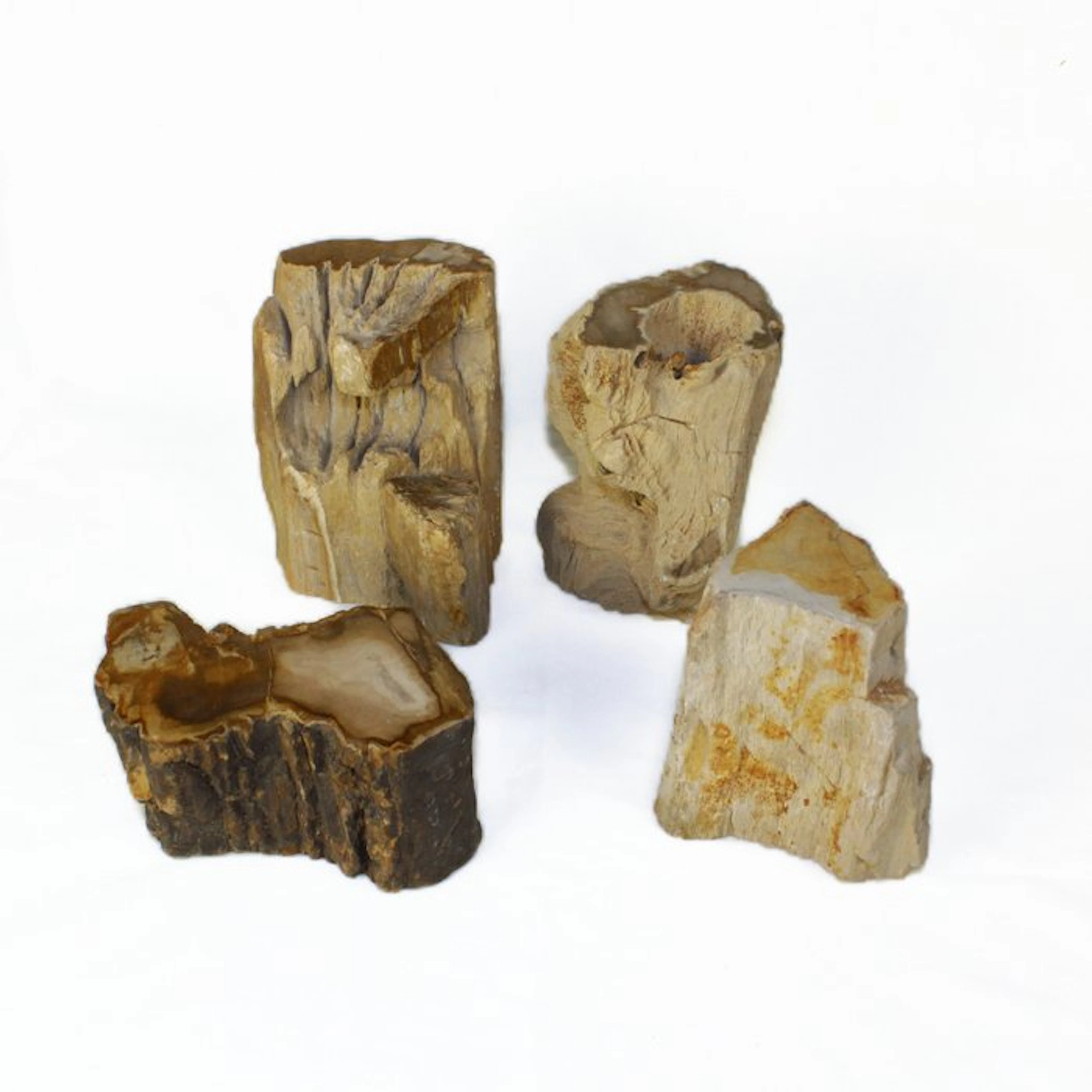 Petrified wood - Fossilised wood - Dipterocarpus - 15 cm (No reserve price)