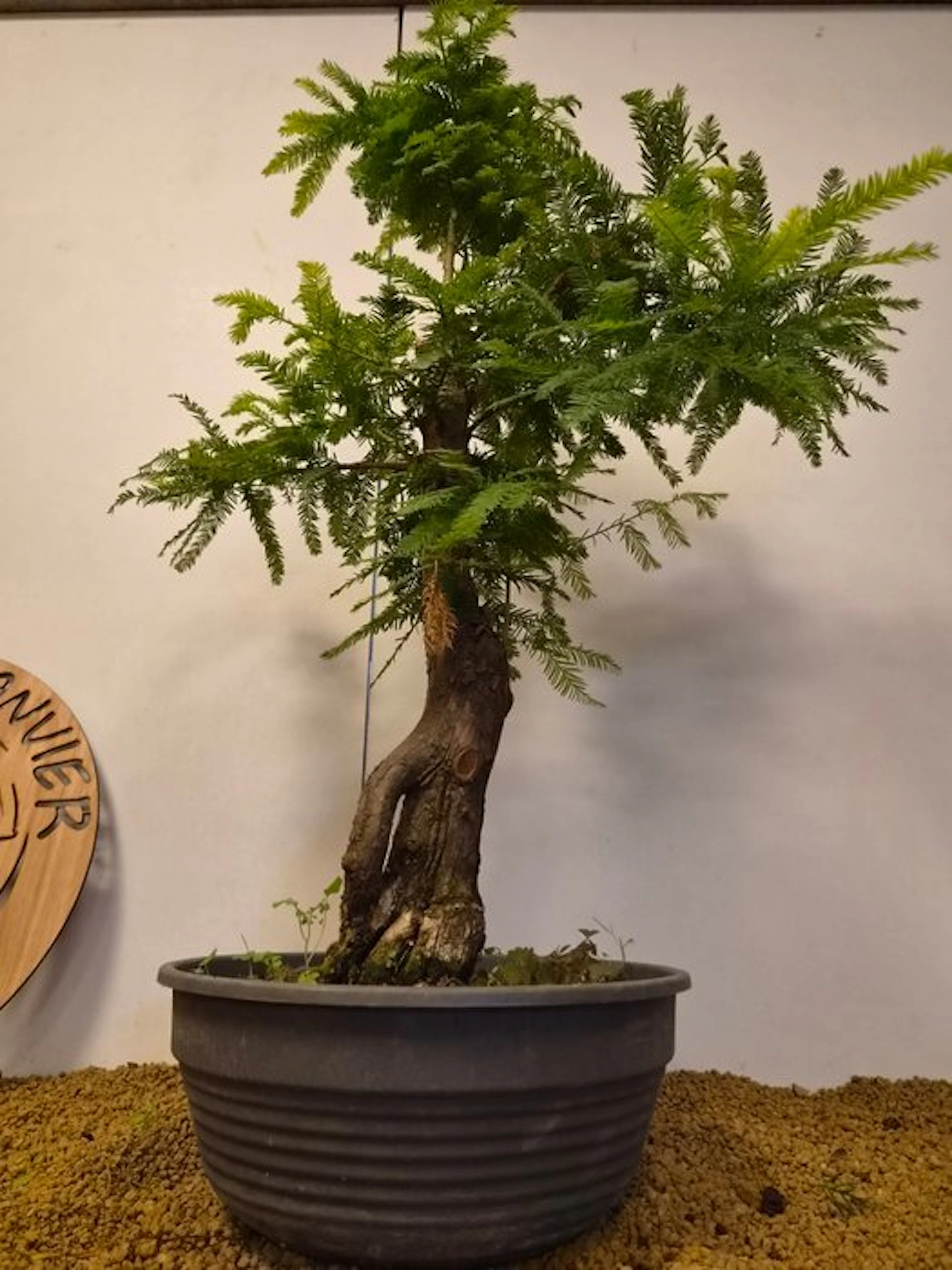 Sequoia North - Height (Tree): 70 cm - Depth (Tree): 52 cm - Belgium
