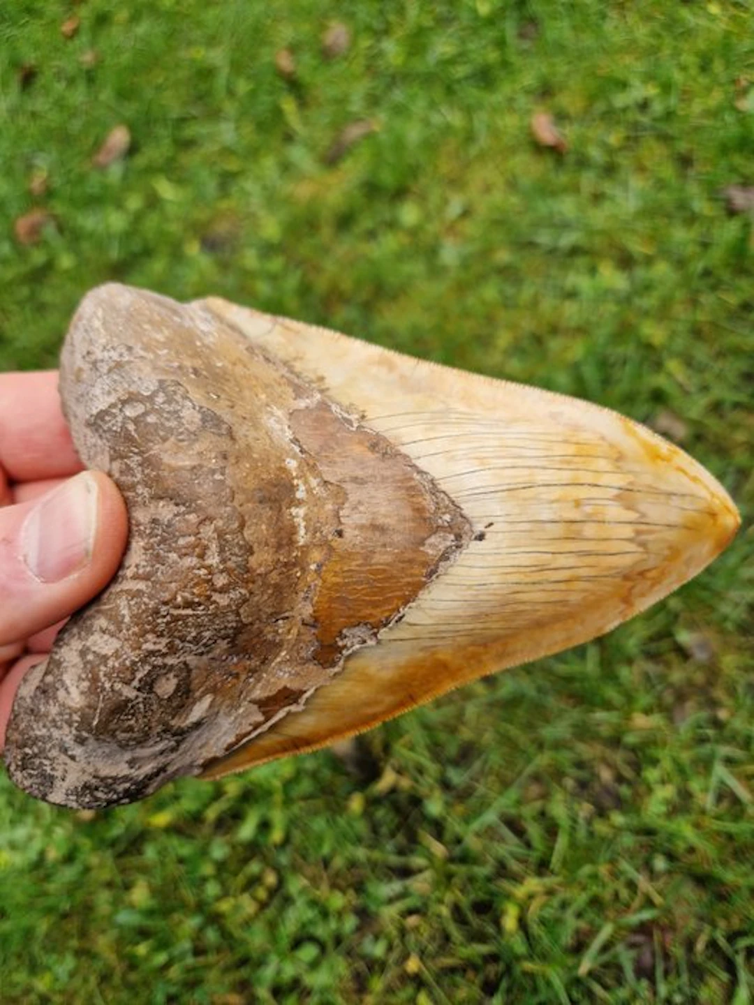 Megalodon - Fossil tooth - 15.5 cm - 10.4 cm