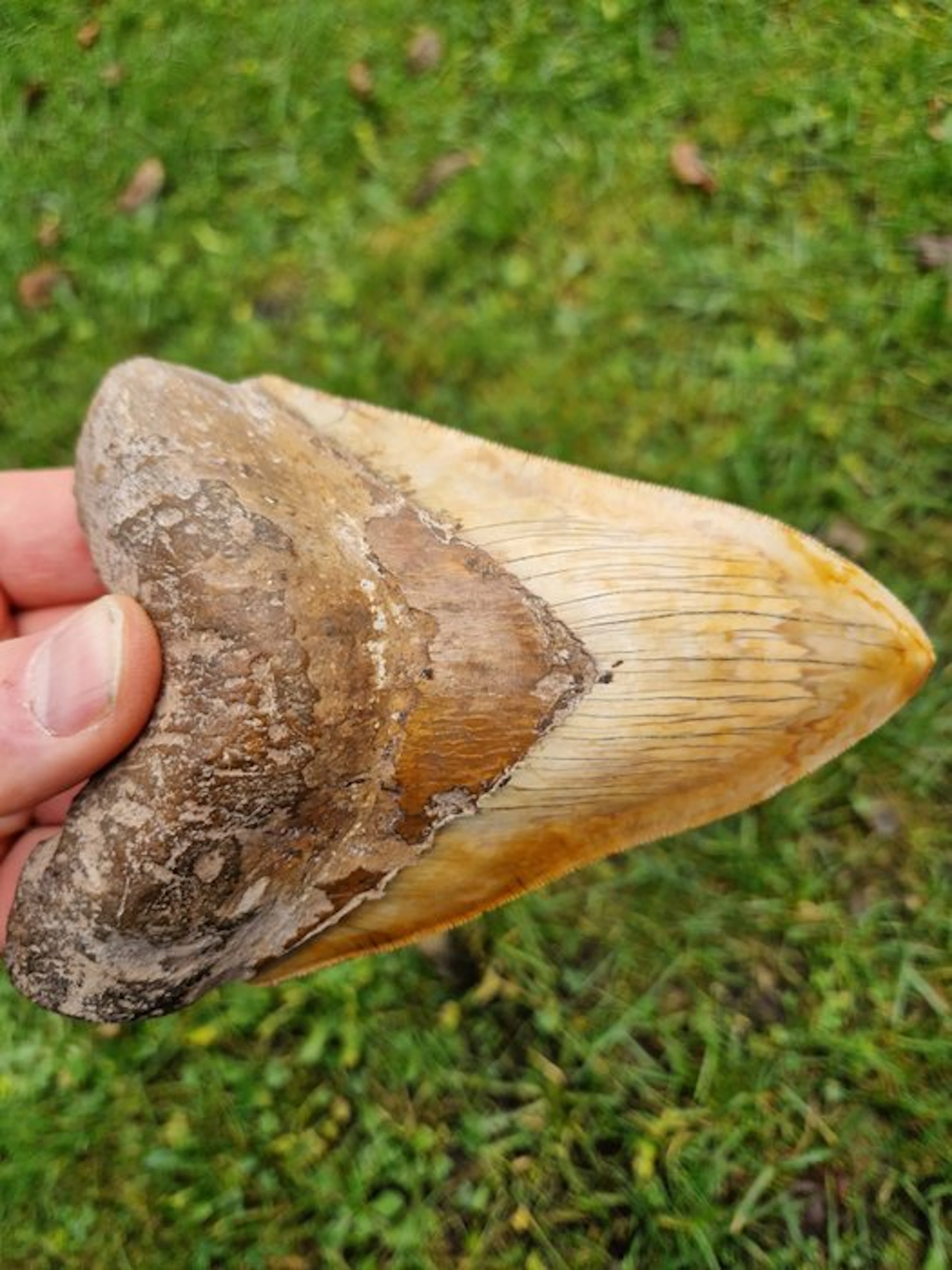 Megalodon - Fossil tooth - 15.5 cm - 10.4 cm