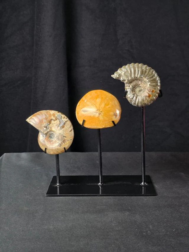 Ammonite - Fossilised animal - Two Ammonites and Fossil...