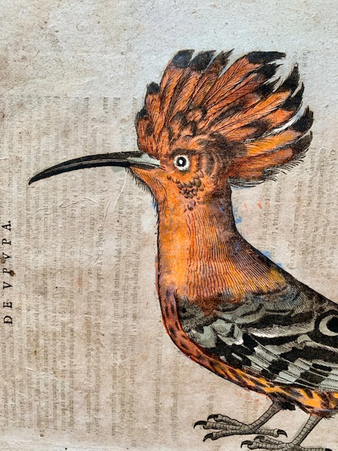 Conrad Gesner - Vogelbuch - 1617