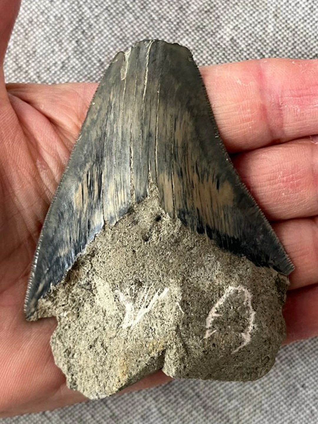 Megalodon tooth 9,2 cm - Fossil tooth - Carcharocles...