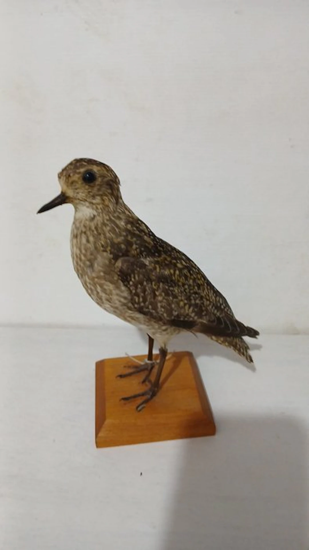Golden Piviere Taxidermy full body mount - Pluvialis...