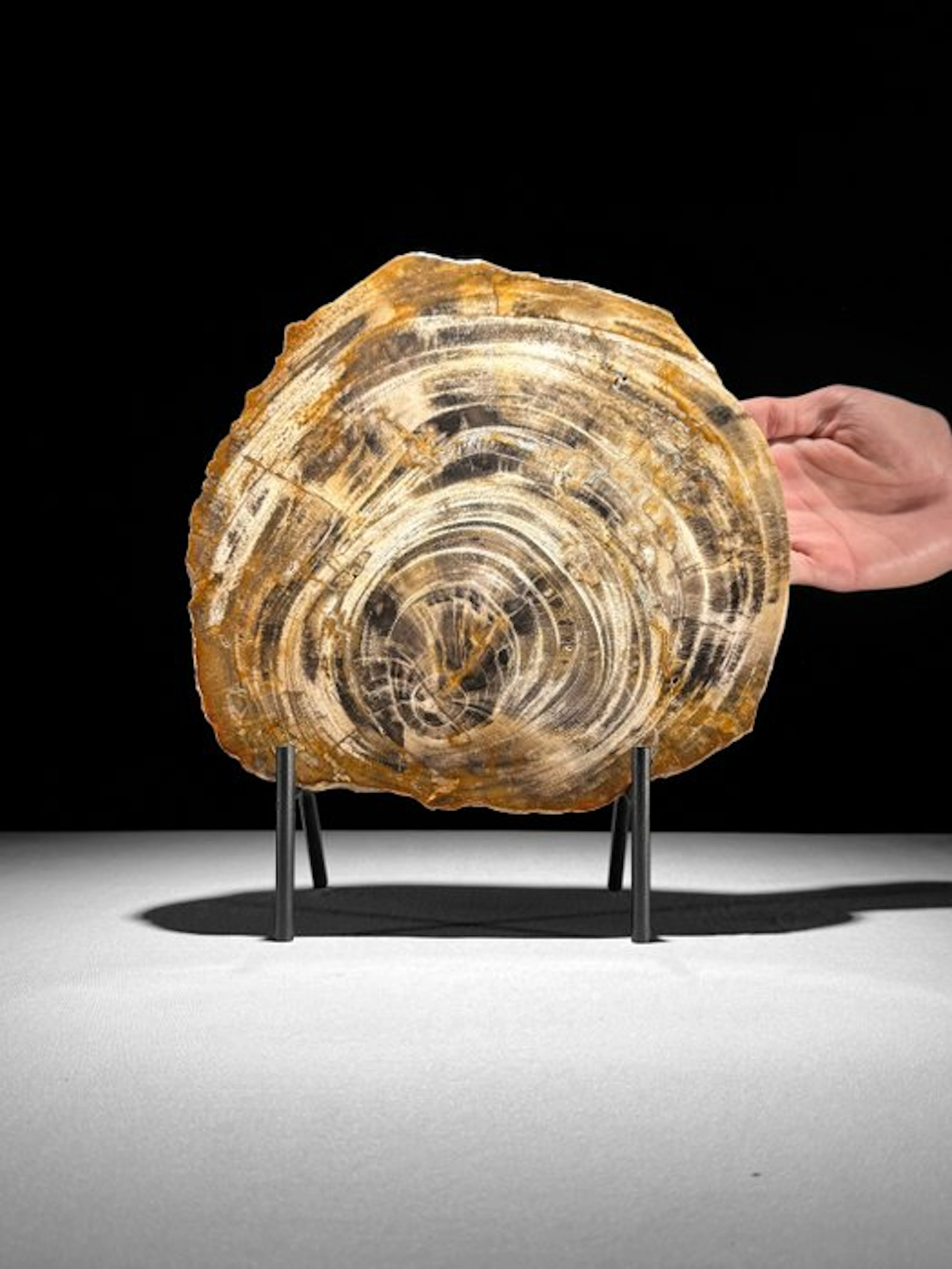 Stunning Slice of Petrified Wood on a custom stand...