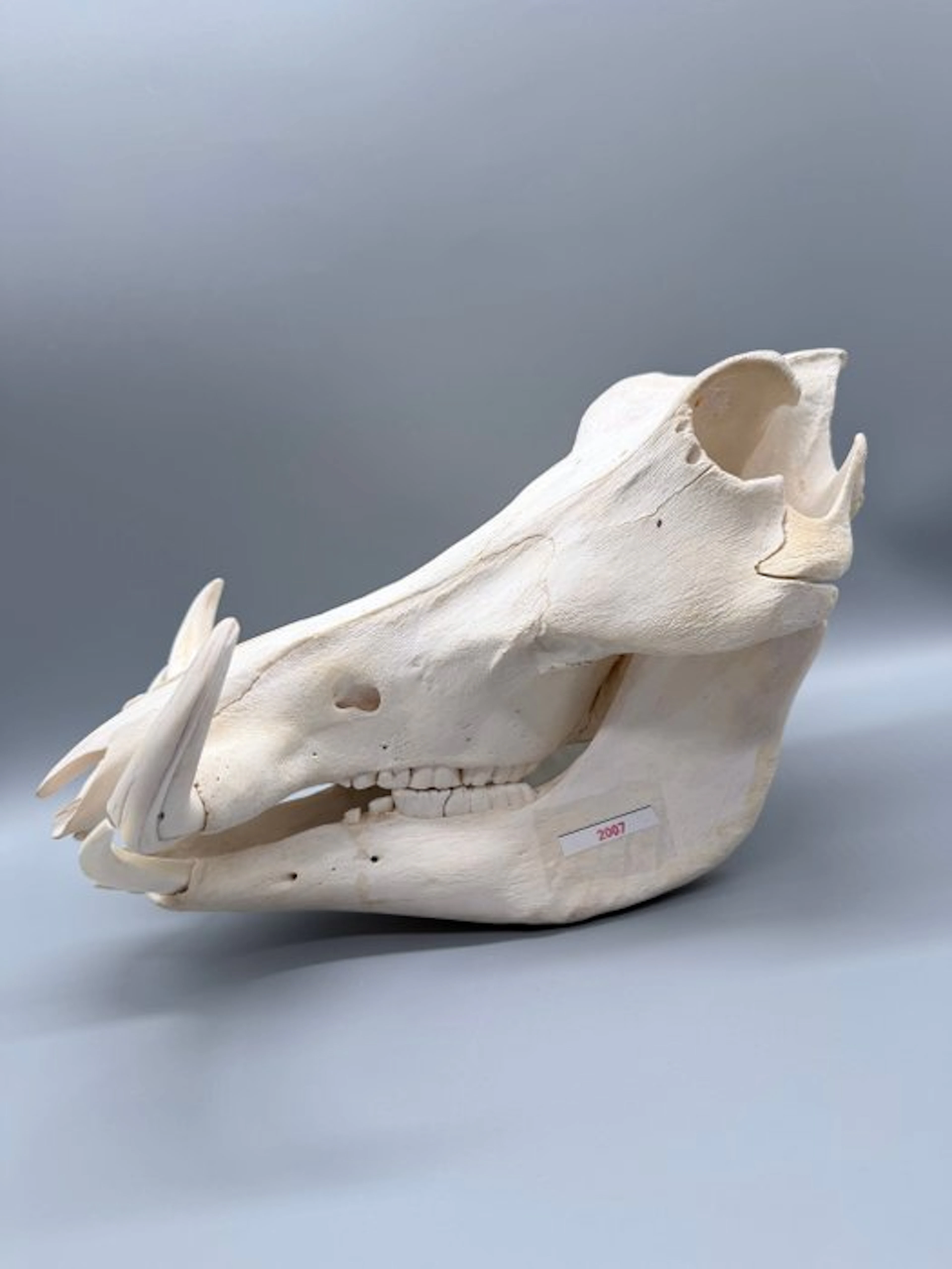 Warthog Mammal skull - Phacochoerus africanus - 20 cm...