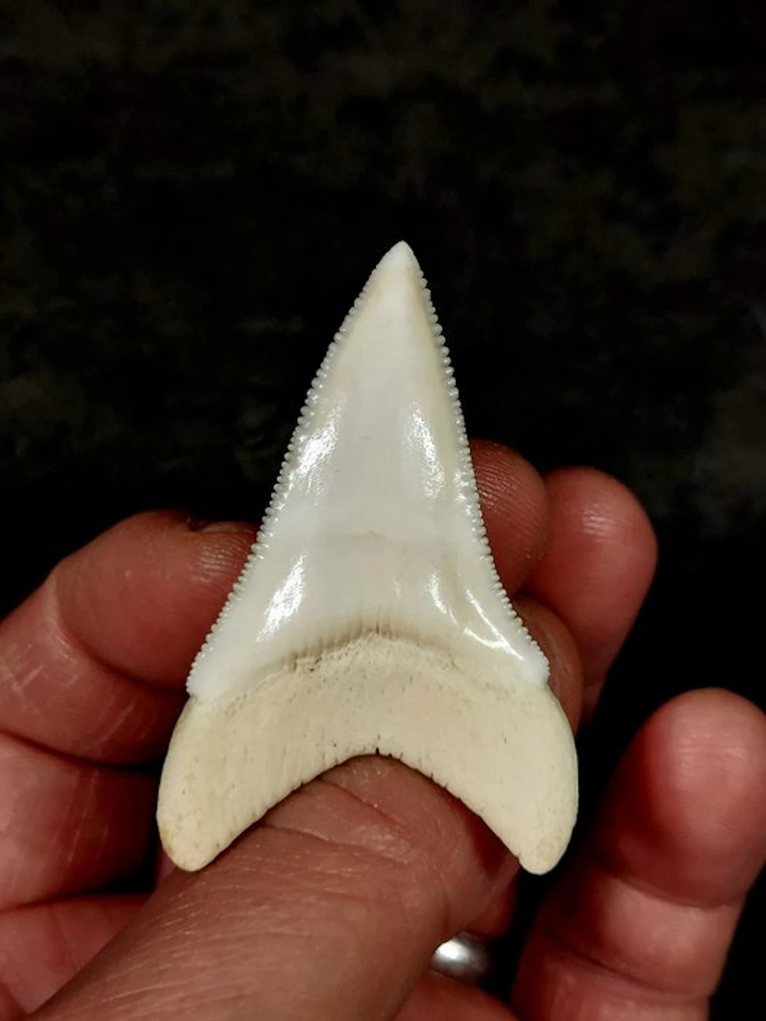 Great White Shark Taxidermy full body mount - Carcharodon...