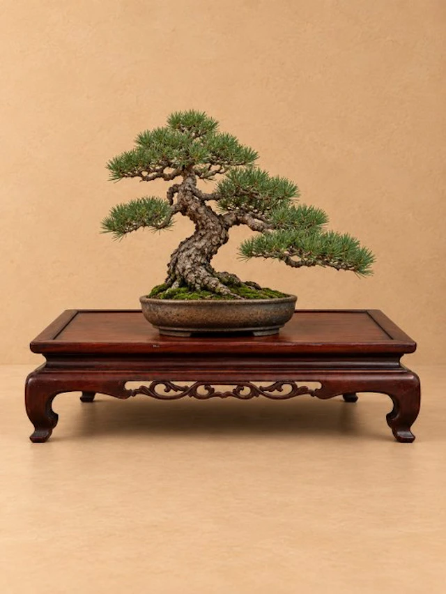 Stand - Rosewood - Japan