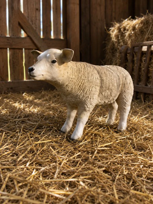Statue, life size and a lifelike (Texel lamb) - 43 cm - polyresin